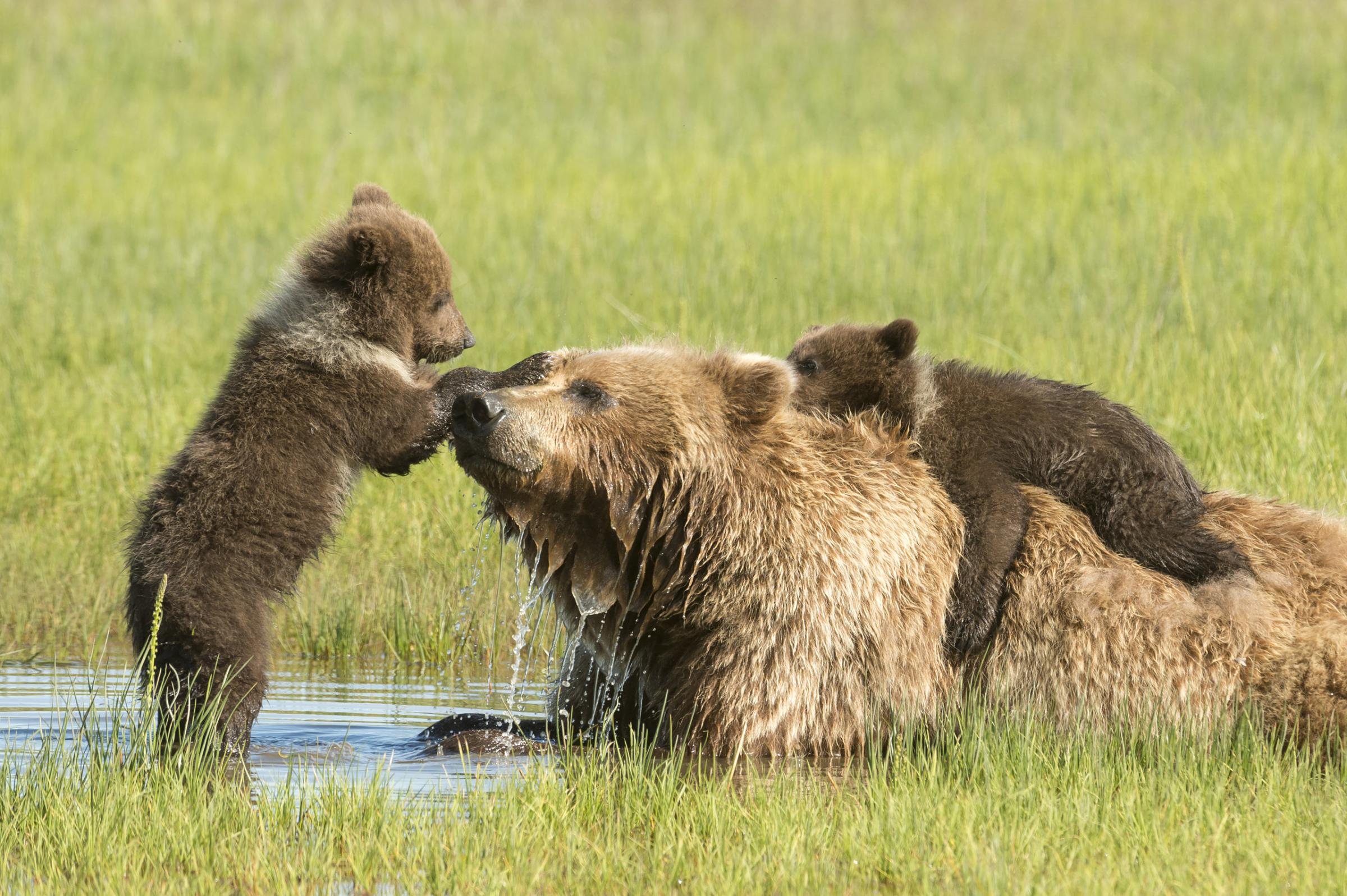 Grizzly bears, Ursus horribilis