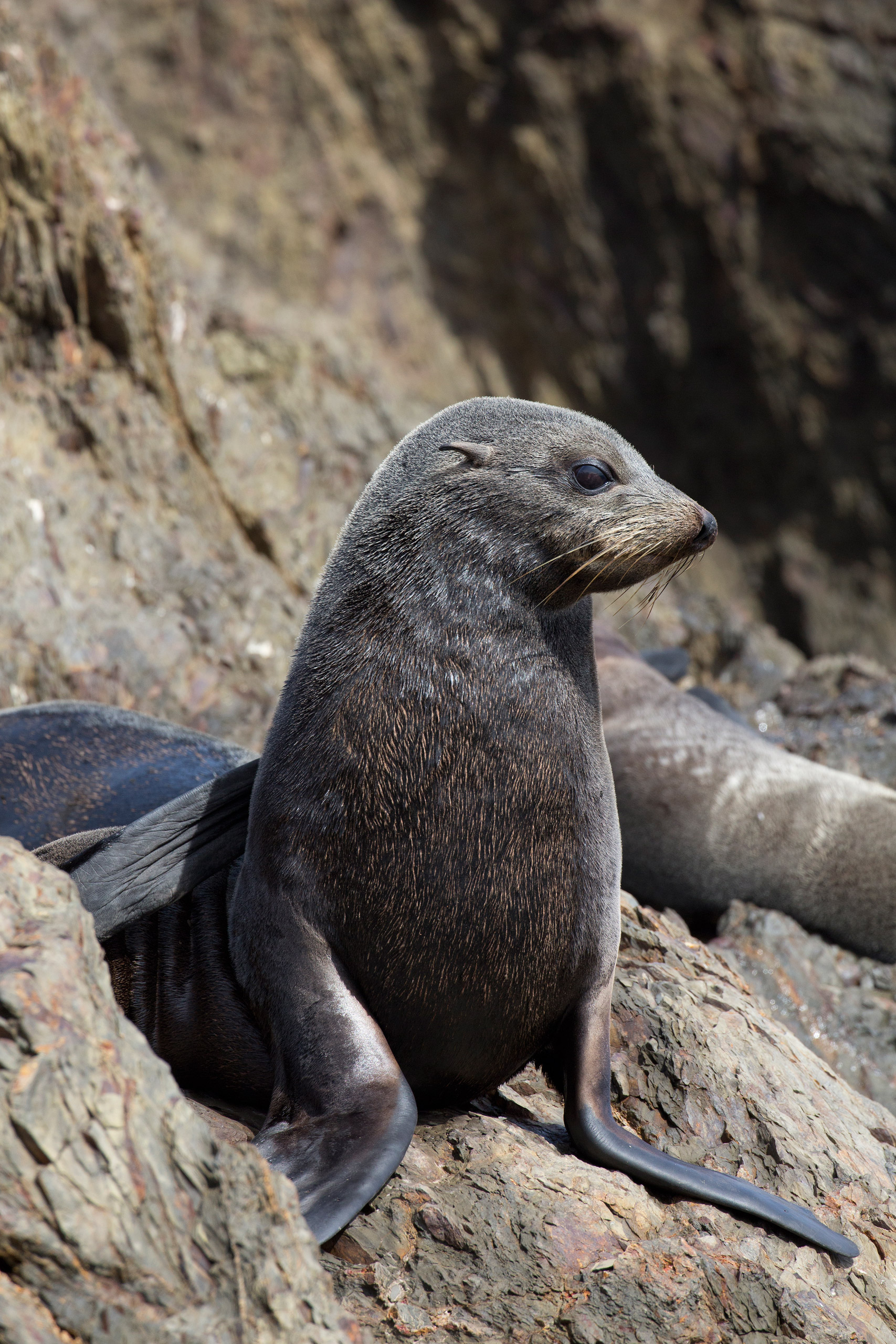 Guadalupe Fur Seal, Arctocephalus philippi townsendi