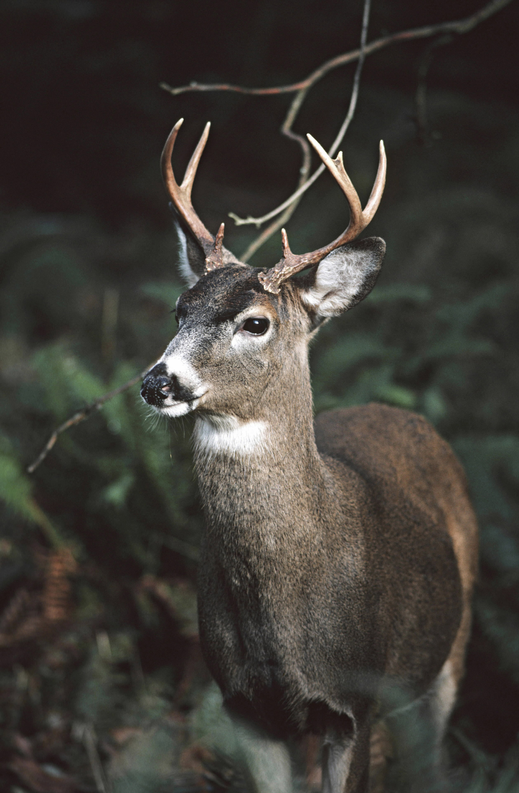 Columbian White-tailed Deer, Odocoileus virginianus leucurus.Status: Endangered in the area surrounding the Columbia River, though under consideration for downgrading to 'threatened' status, and delisted in 2003 due to recovery in Douglas County, Ore.