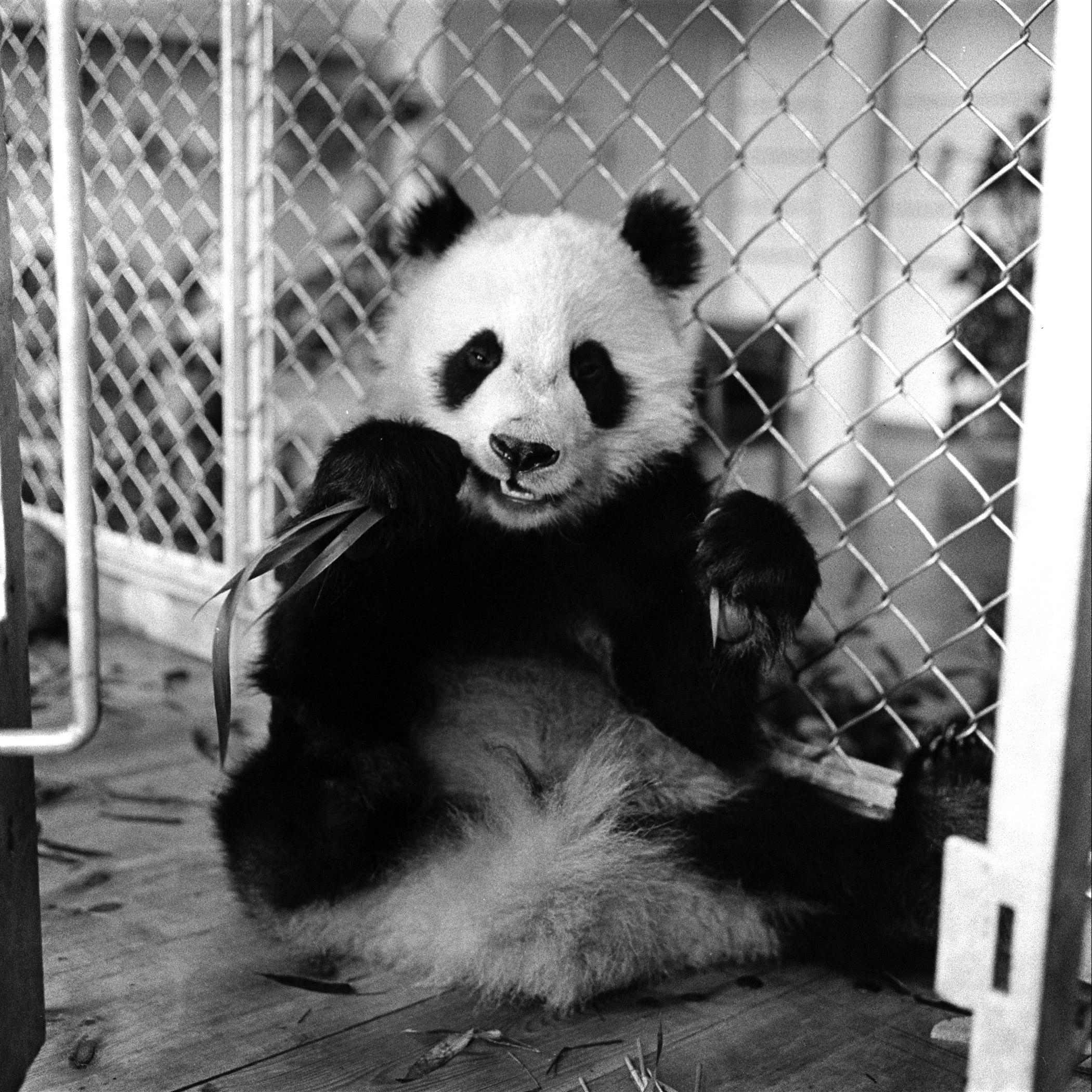 Giant Panda Chi Chi from China in 1958