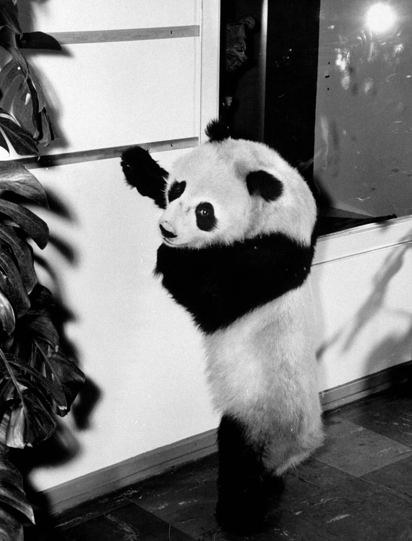 Giant Panda Chi Chi from China in 1958