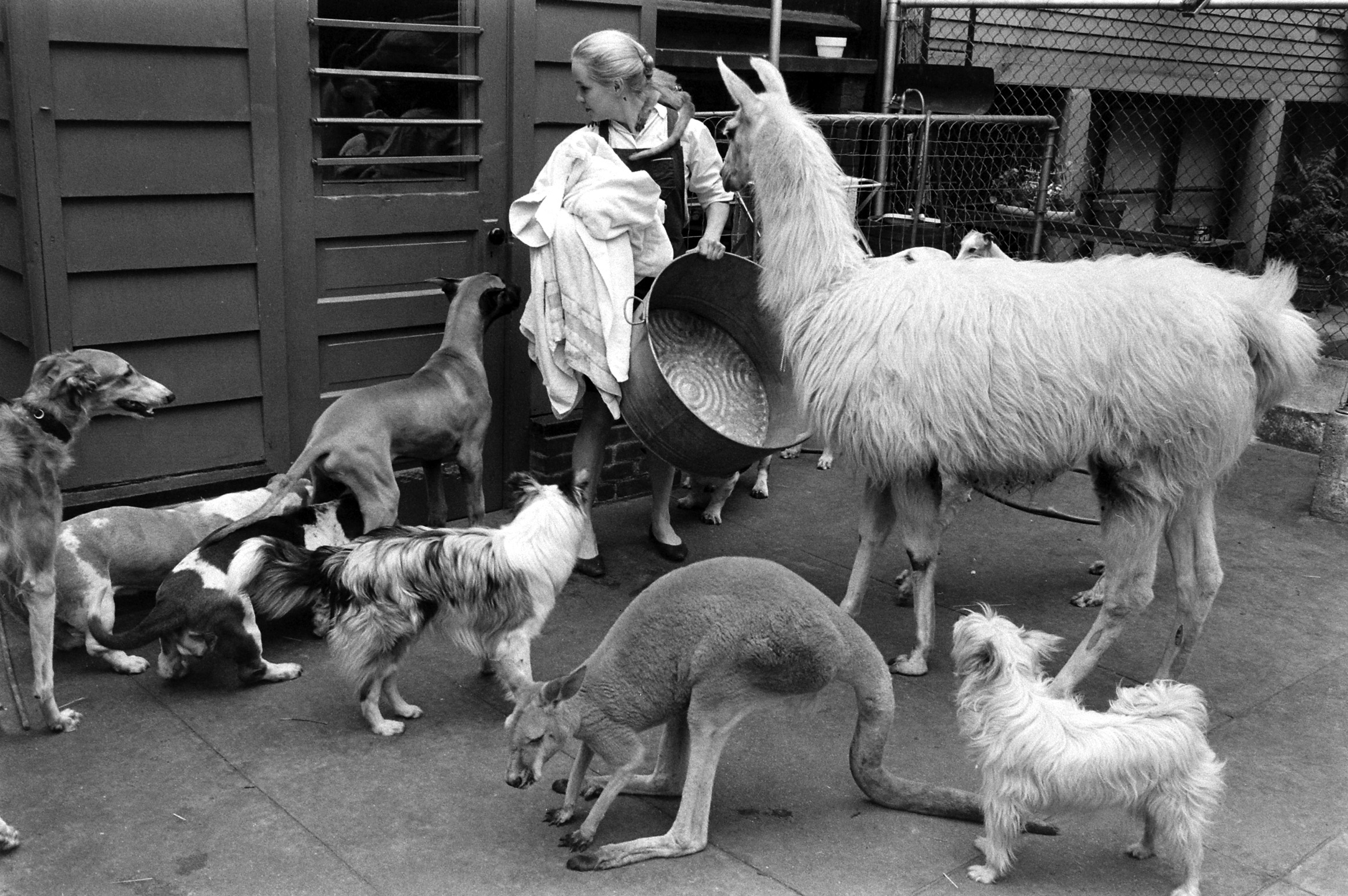 Kangaroo and Llama Party 1959