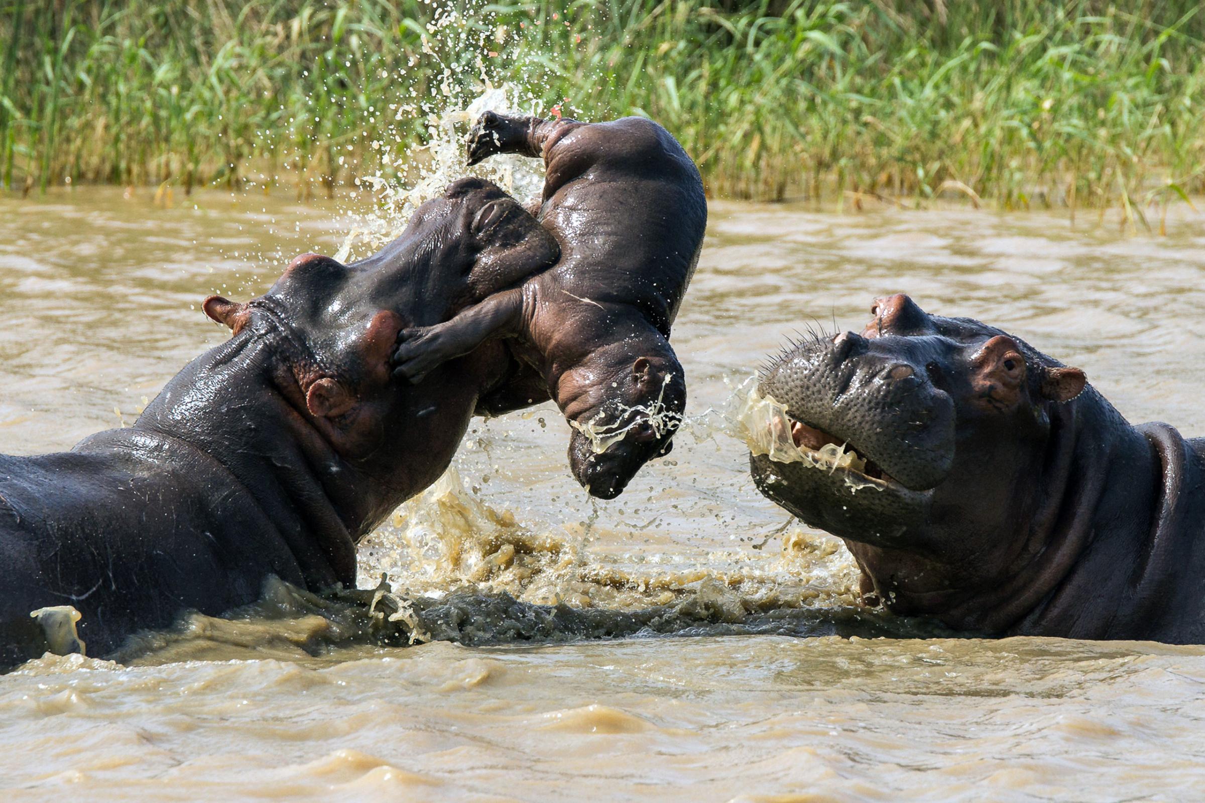BABY HIPPO TOSSED IN THE AIR BY ADULT