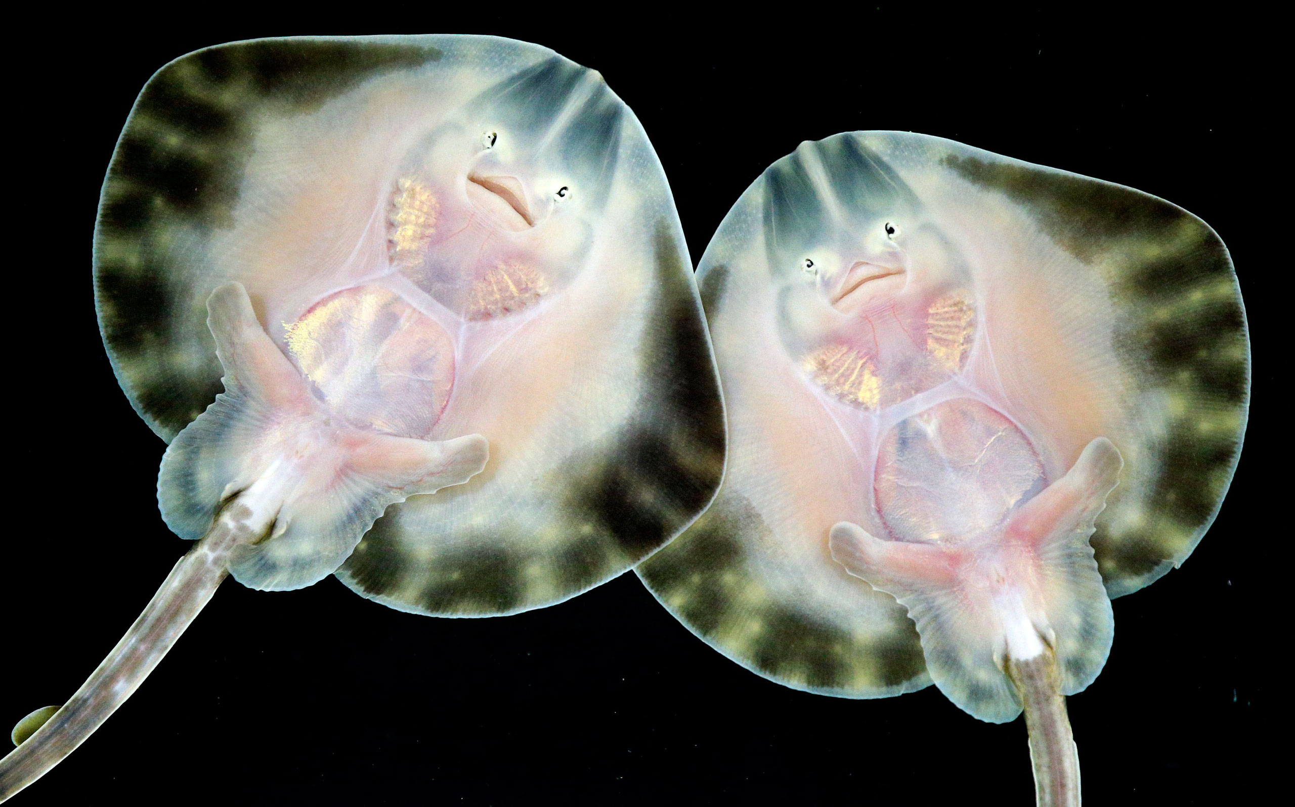 Two endangered baby undulate rays were born at the Sea Life London Aquarium as part of the attraction's breeding and tracking programme. Aug. 11, 2015.