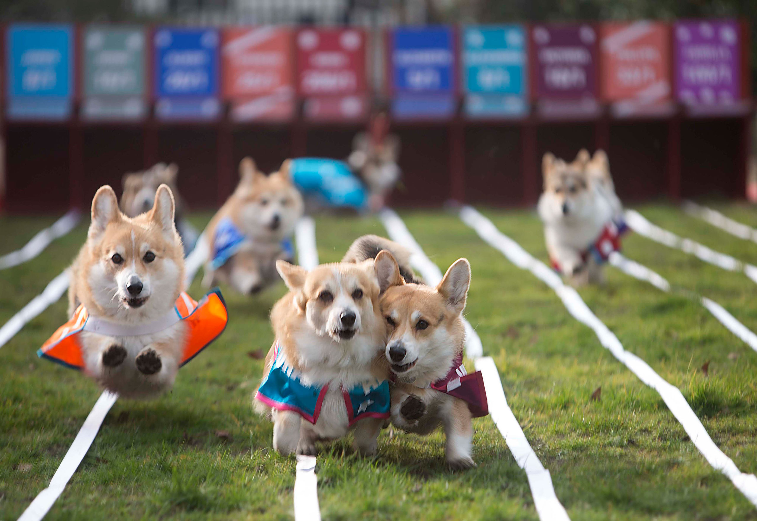 Spencer, Alexandra and Victoria (from left) three of 10 corgis racing against each other, battle it out for first place in the Ladbrokes Barkingham Palace Gold Cup Royal Corgi Race in Bedford Square, London, in the hope of determining the name of the next royal baby, ahead of the Duchess of Cambridge's April due date. The baby was named Alexandra. March 19, 2015.