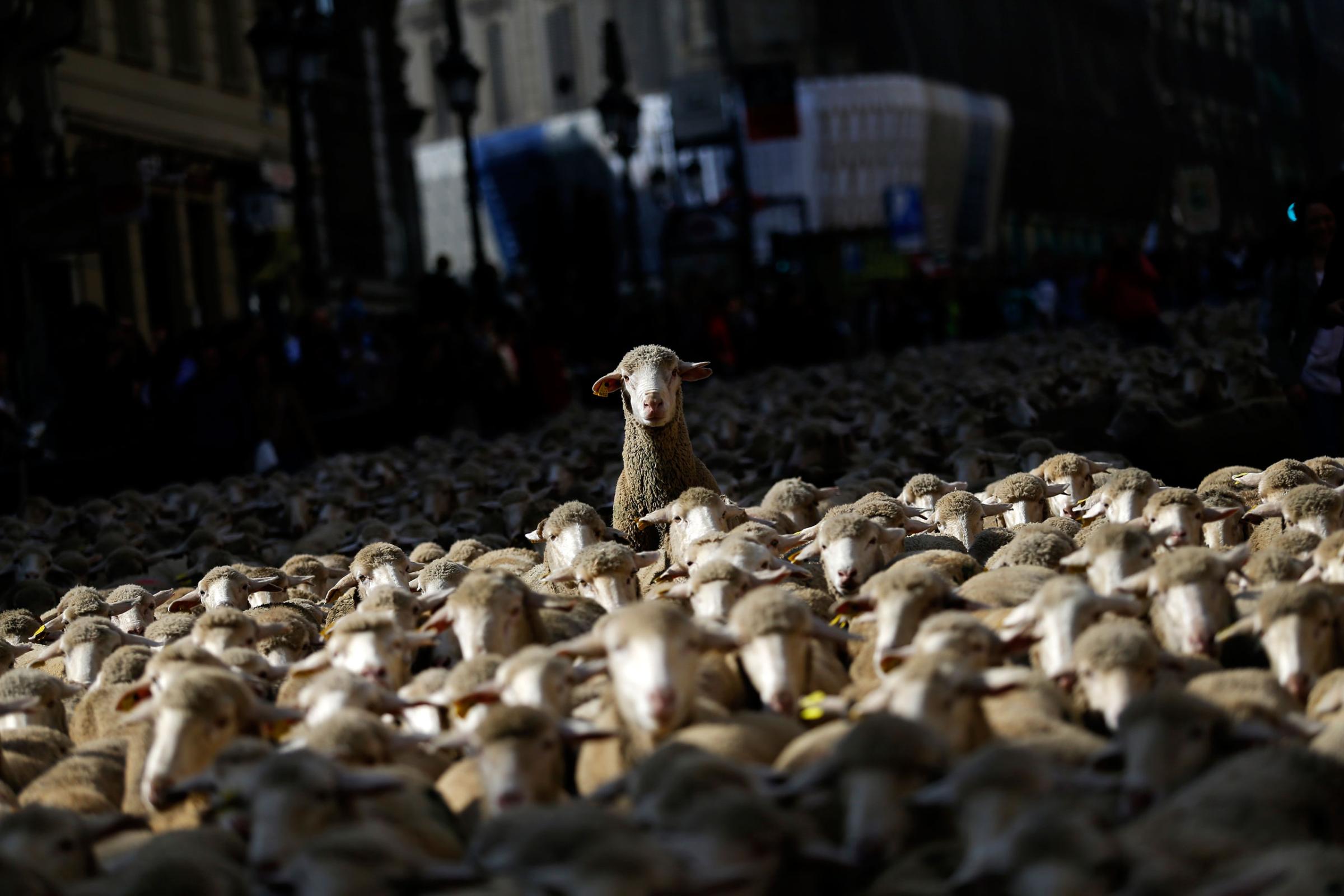 Sheep are led by shepherds through Madrid city center, Spain, Oct. 25, 2015. The flock of around 2,000 sheep is guided through Madrid streets in defense of ancient grazing, droving and migration rights increasingly threatened by urban sprawl and modern agricultural practices.
