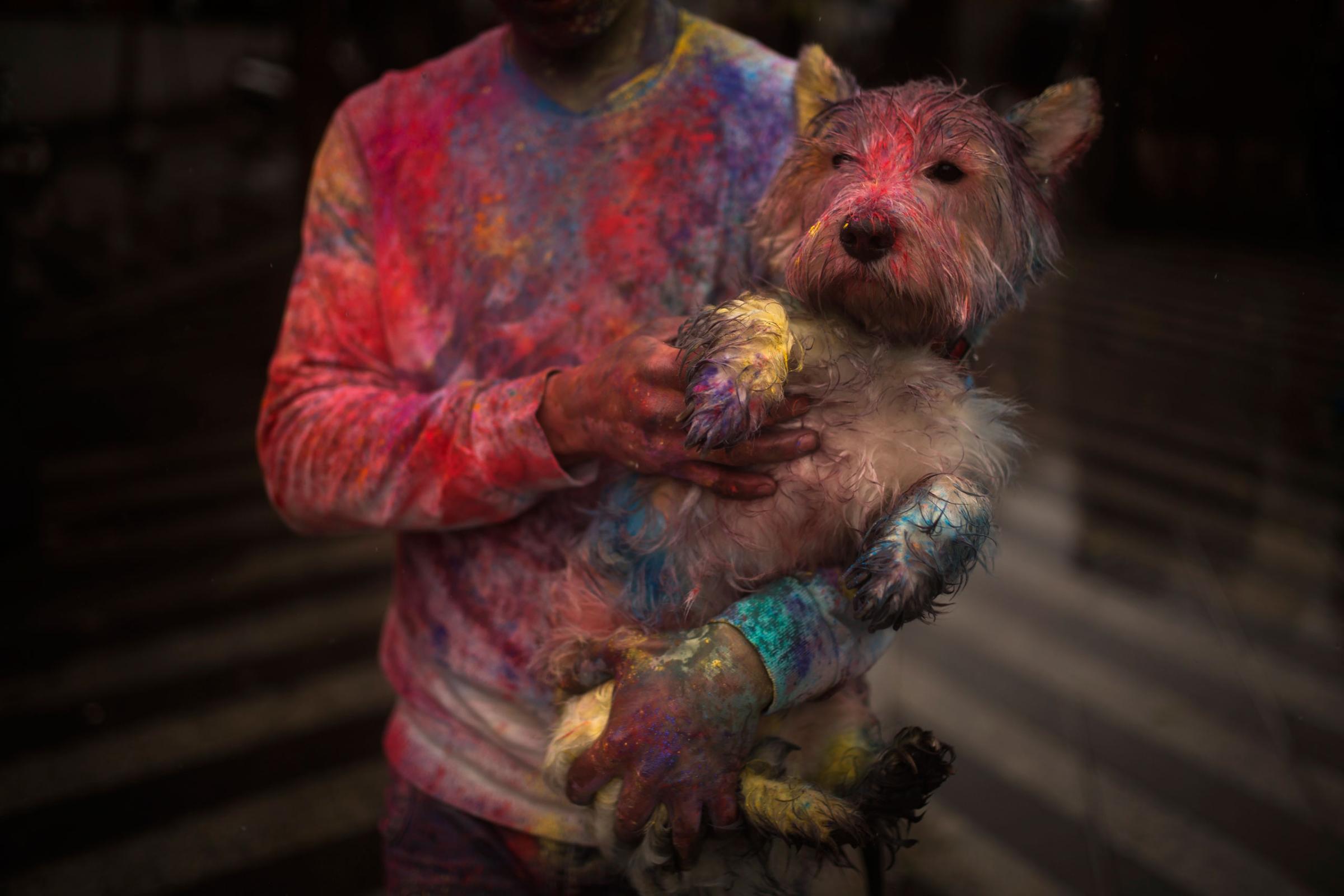 A reveler carries his dog during a Holi Festival in Madrid, Spain, April 26, 2015. The festival is based on the Hindu spring festival Holi, also known as the festival of colors where participants throw at each other dry powder and colored water.