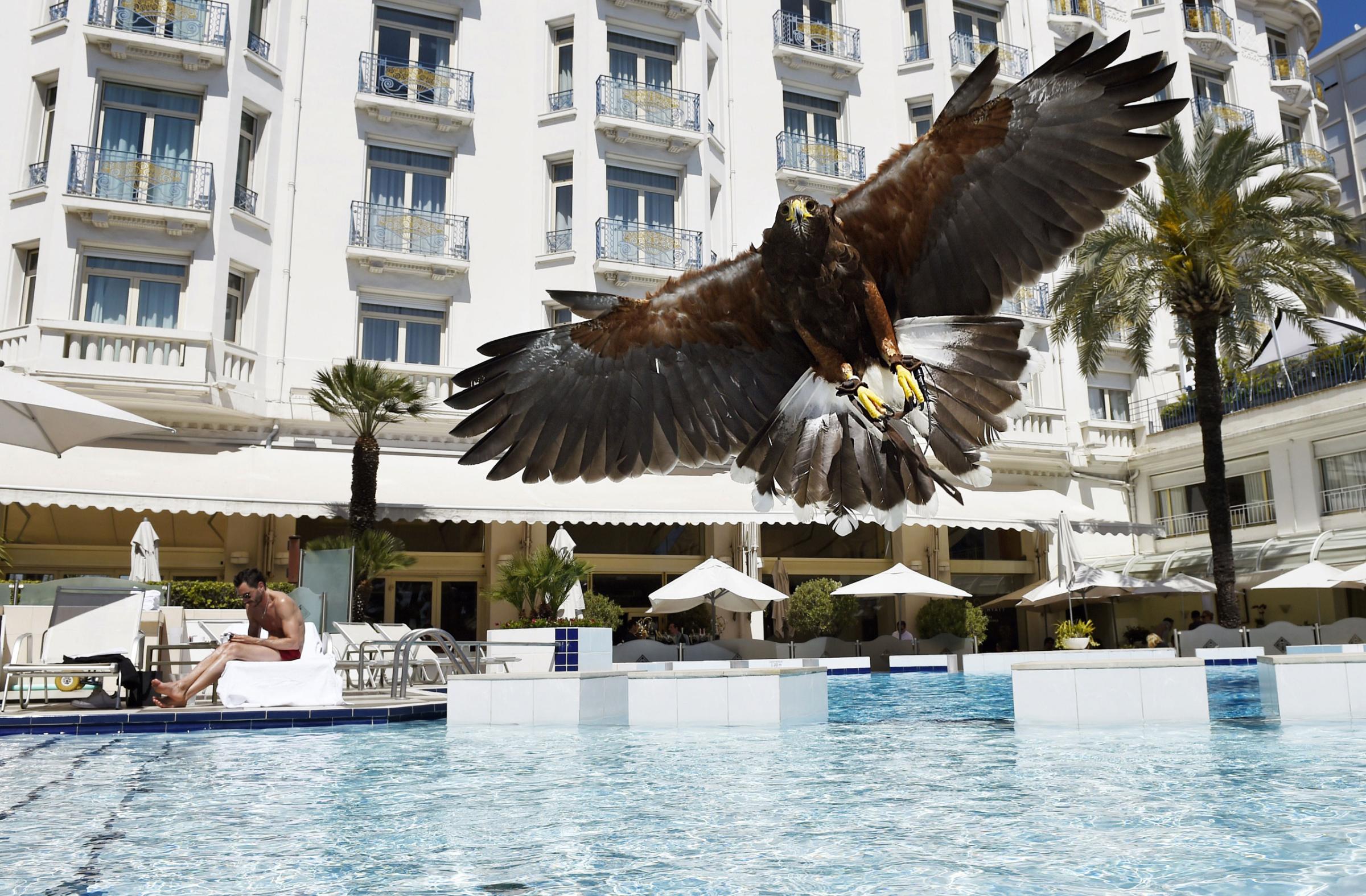 A hawk flies over the swimming pool of the Grand Hyatt Cannes Hotel Martinez during the 68th Cannes Film Festival in Cannes, southeastern France, May 20, 2015.