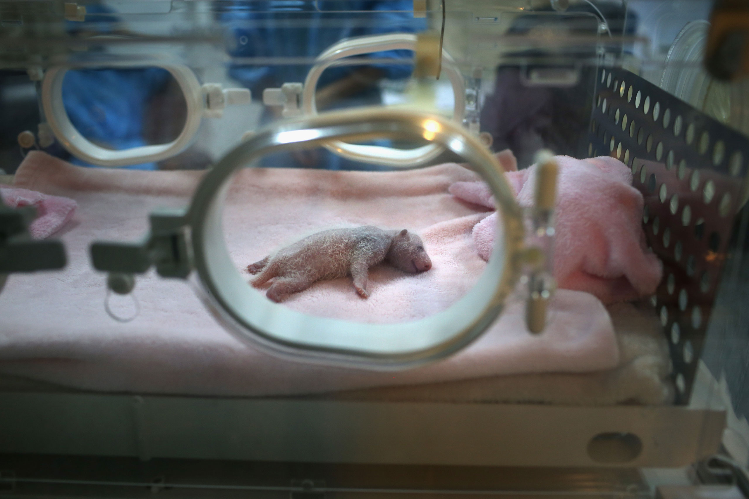 A week-old panda cub sleeps in an incubator at the Chengdu Research Base of Giant Panda Breeding in Chengdu, China, on June 30, 2015.
                              China's Sichuan province is home to the majority of the the world's nearly 1,900 endangered giant pandas.