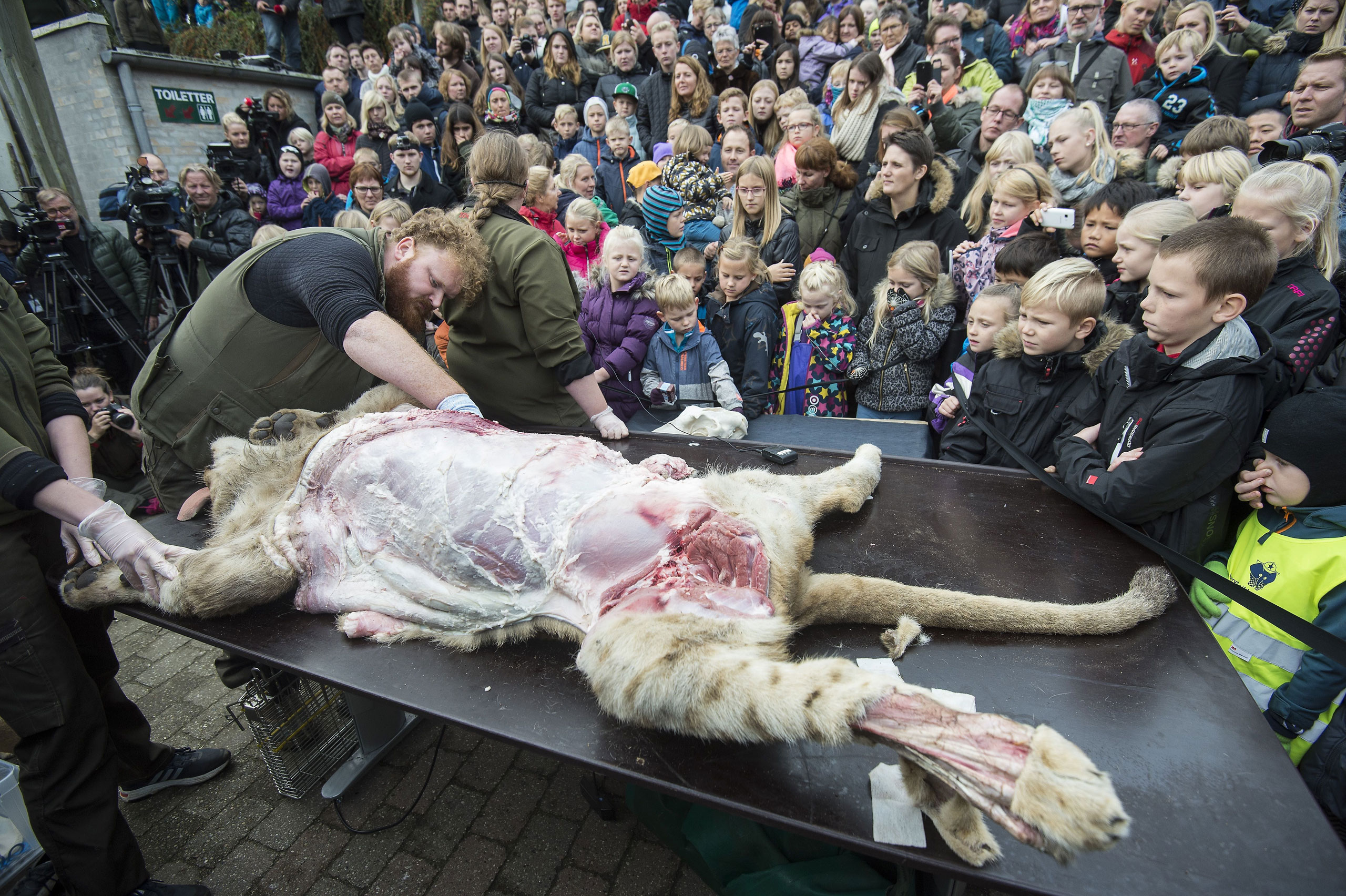 Rasmus Kolind work on the dissection of a lion as zoo visitors look on, at the zoo in Odense, Denmark, Oct. 15, 2015.