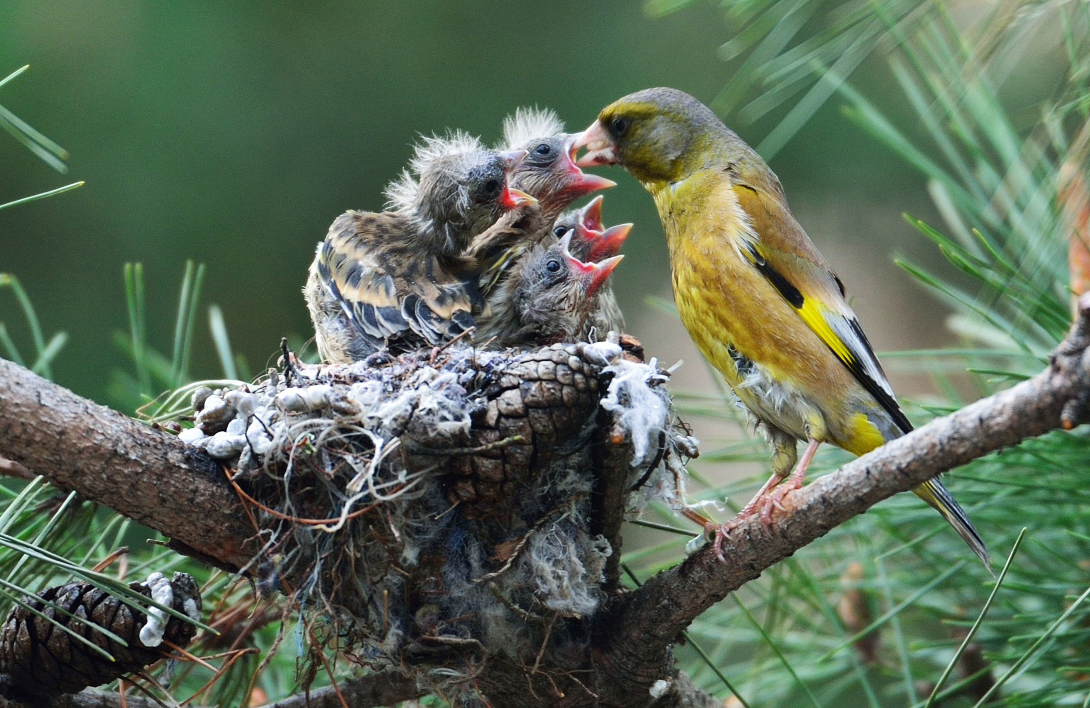 A goldfinch feeds its newly hatched chicks in their nest in Chungju, North Chungcheong Province, South Korea, April 2, 2014.