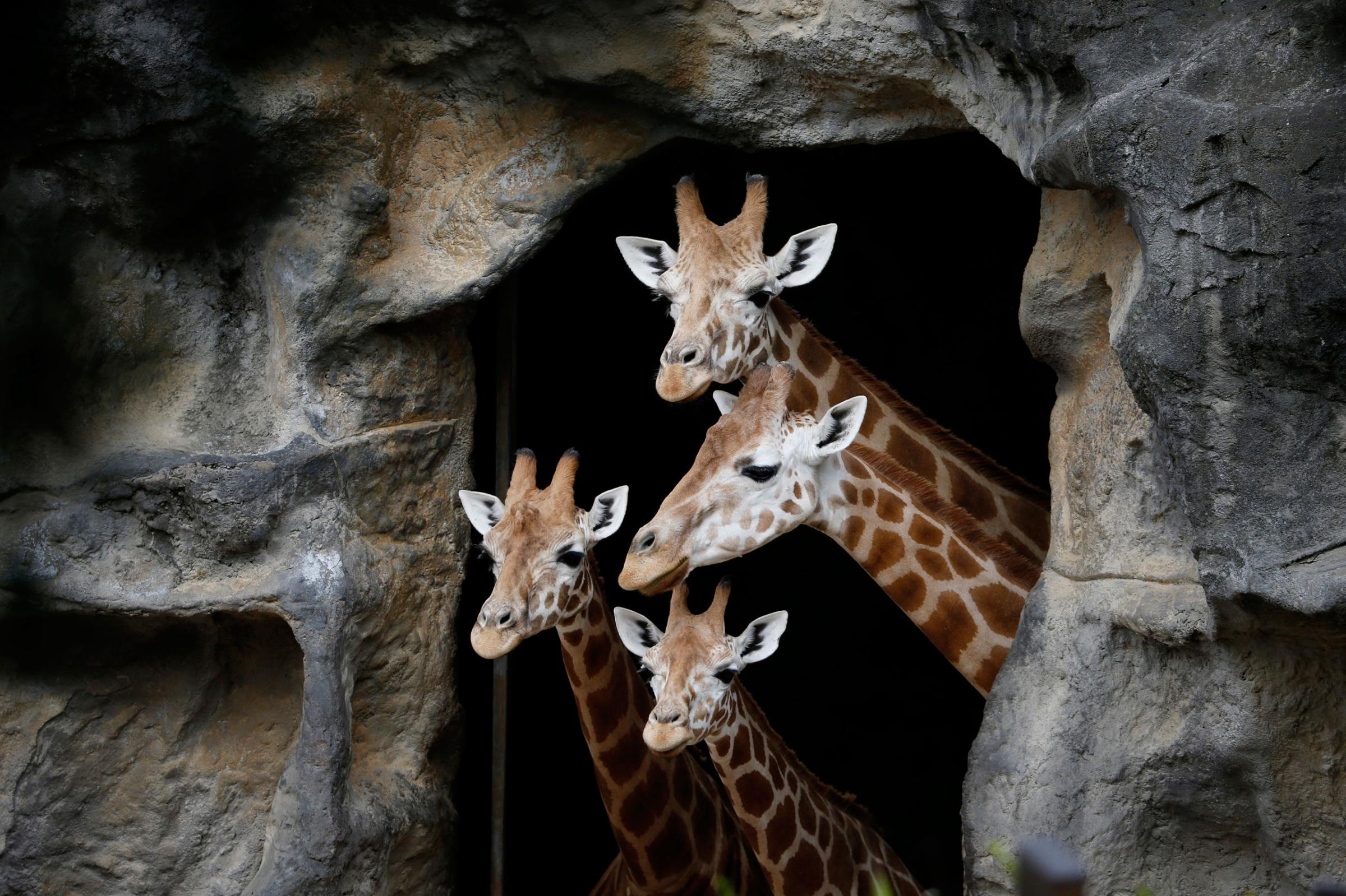 A family of giraffes look out from their enclosure before taking part in a Christmas-themed feeding session at Sydney's Taronga Park Zoo, Australia, Dec. 9, 2014.