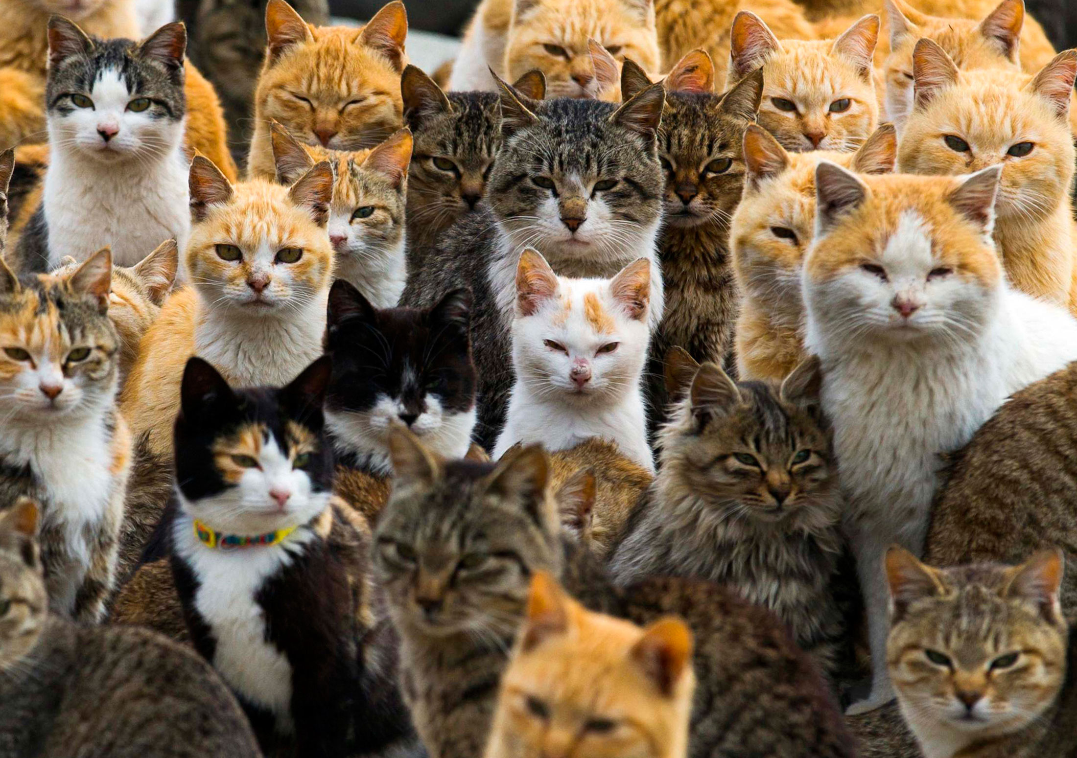 Cats crowd the harbor on Aoshima Island in the Ehime prefecture in southern Japan, Feb. 25, 2015. An army of cats rules the remote island in southern Japan, curling up in abandoned houses or strutting about in a fishing village that is overrun with felines outnumbering humans six to one.