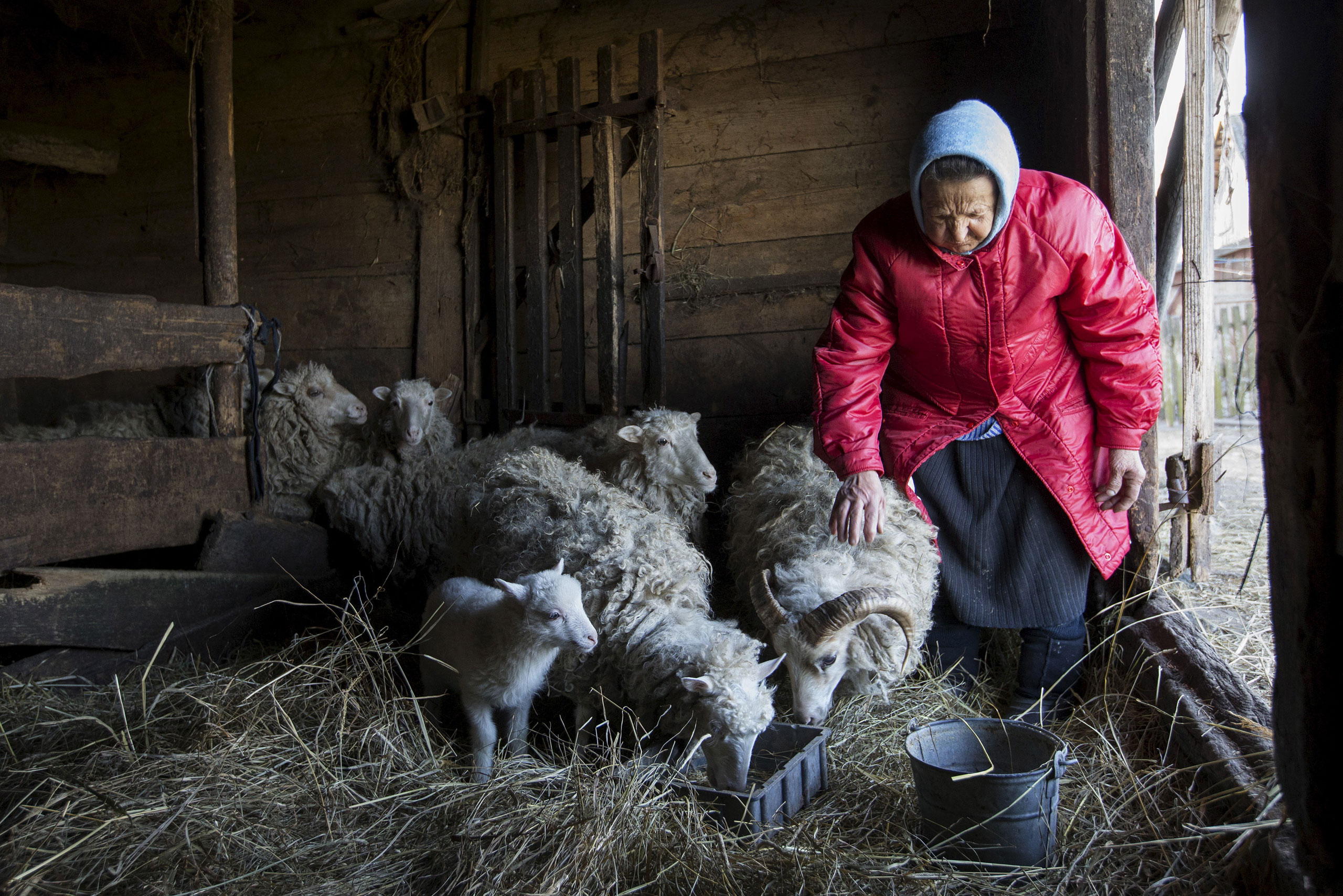 Nastia Pokolo, 74, feeds sheep near her house in the village of Babinets, southwest of the capital Minsk, Belarus, April 17, 2015.