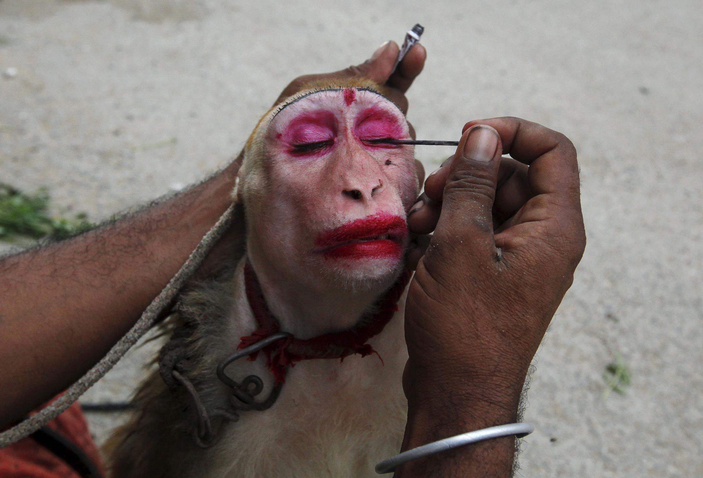 A man applies eye make up to his pet monkey before it performs tricks for money in Karachi, Pakistan