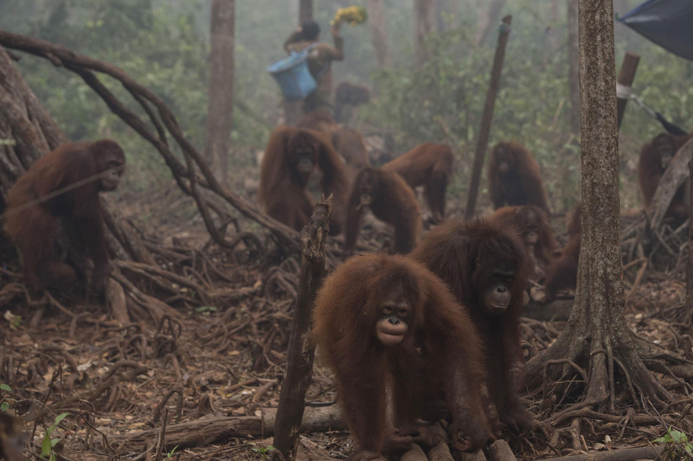 Orangutans walk as haze shrouds Borneo Orangutan Survival Foundation camp in Nyaru Menteng