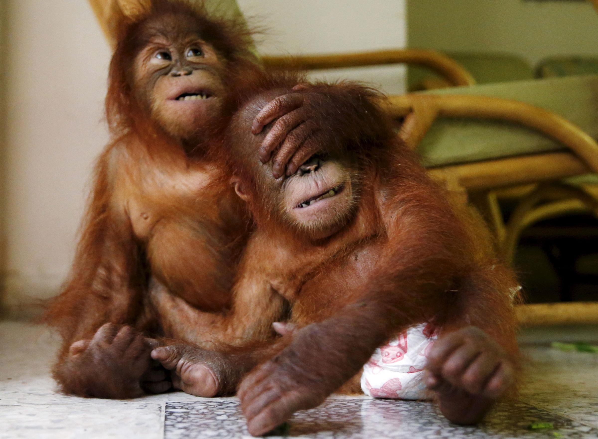 Two baby orangutans play with each other at the wildlife department in Kuala Lumpur