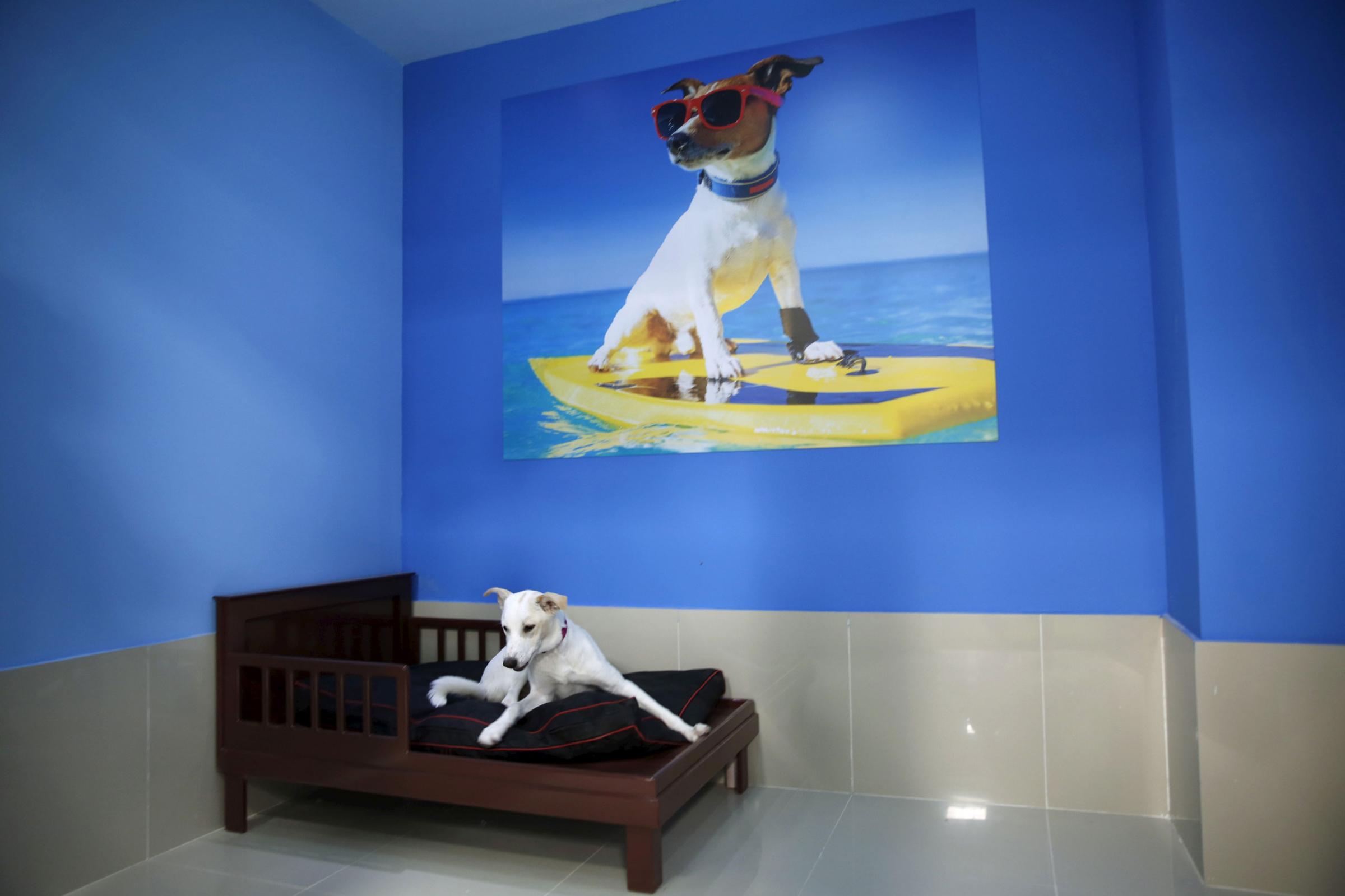 Dog sits on its bed at My Second Home, a newly opened luxury pet resort and spa, in Dubai