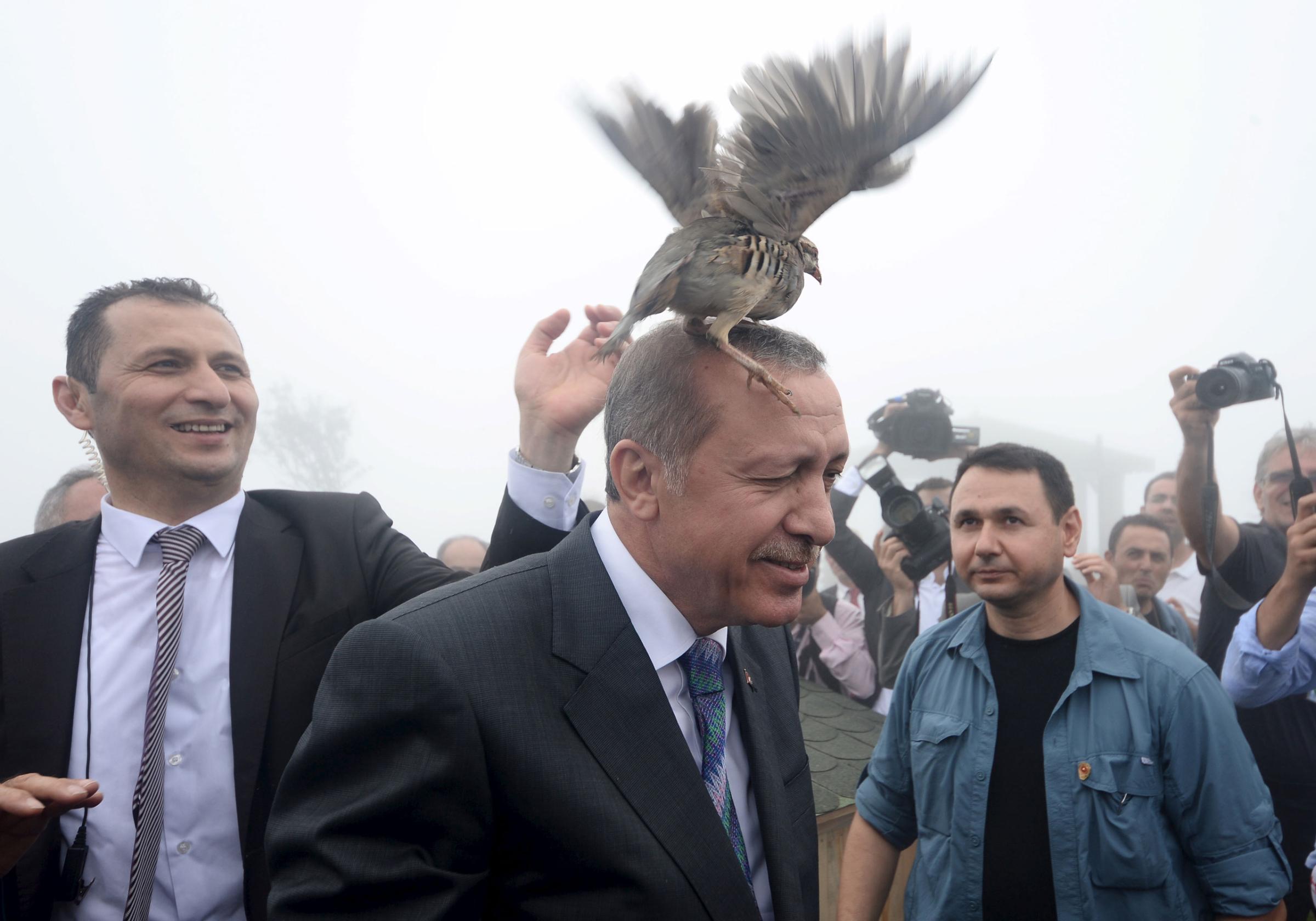 A grouse sits on Turkish President Tayyip Erdogan's head as he visits a facility of the Forest and Water Management Ministry in Rize, Turkey