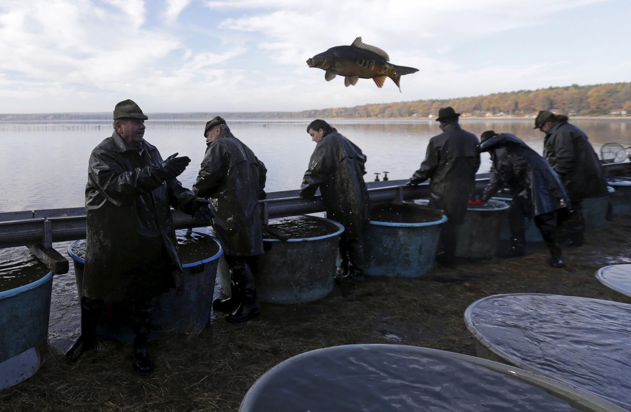 A fisherman throws a fish during the traditional carp haul in the village of Smrzov