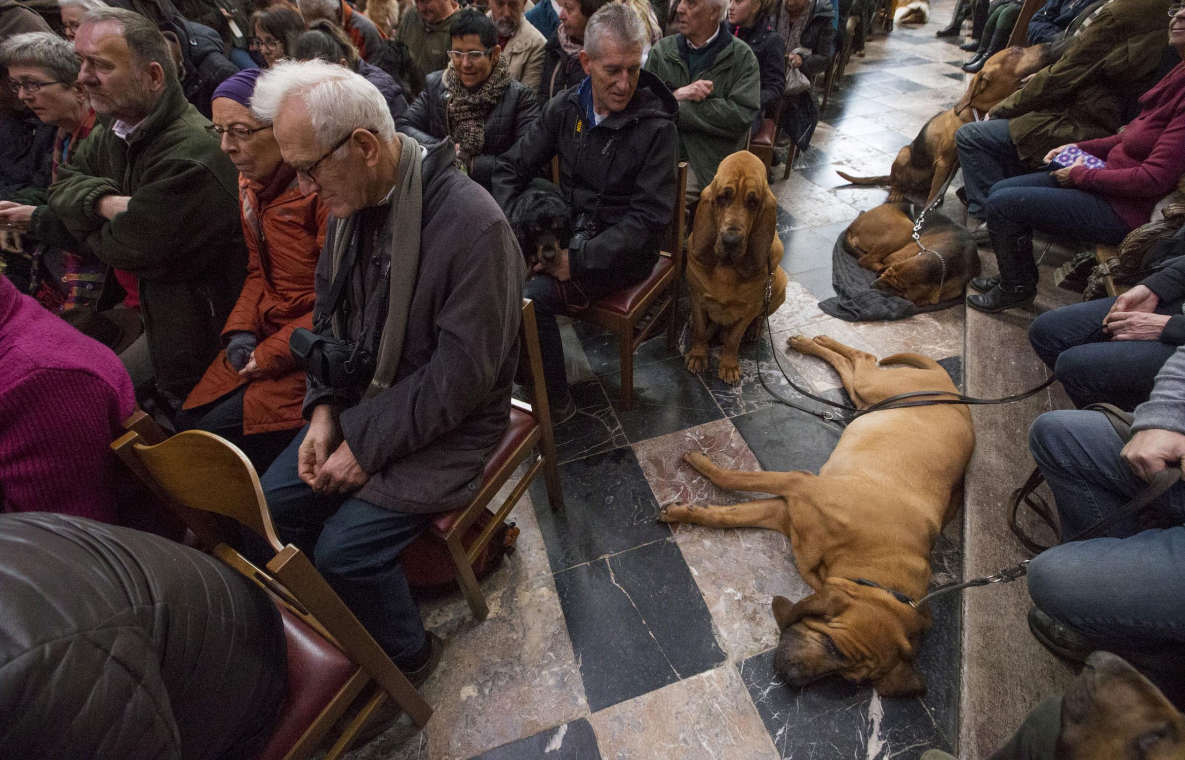 Dogs are seen among faithfuls during a religious service ahead of a blessing ceremony for animals at the Basilica of St Peter and Paul in Saint-Hubert, Belgium