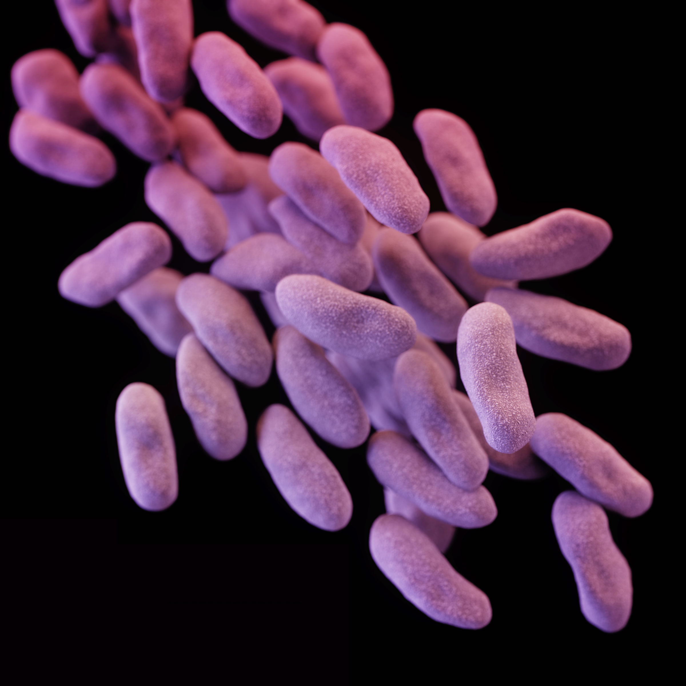 This illustration from the Centers for Disease Control shows a group of CRE bacteria. (Melissa Brower—AP)