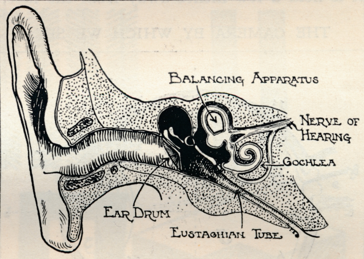'Delicate Mechanism of the Ear', c1934. Artist: Unknown.