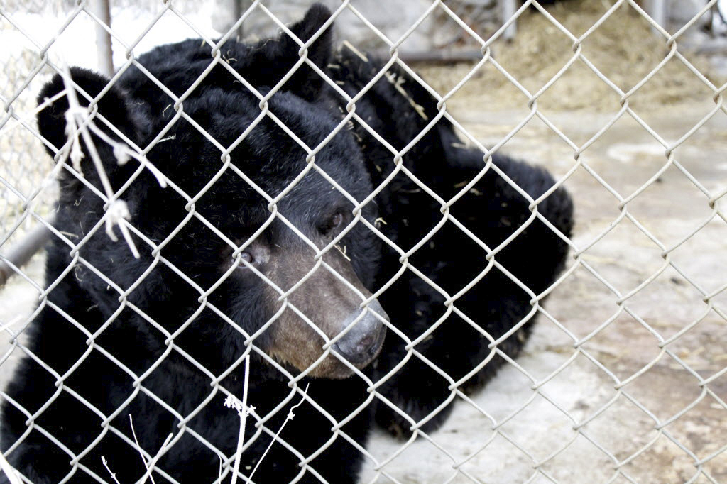 Archie, a 41-year-old black bear, has been euthanized in Ohio. (Andrew Davis/Medina Gazette—AP)