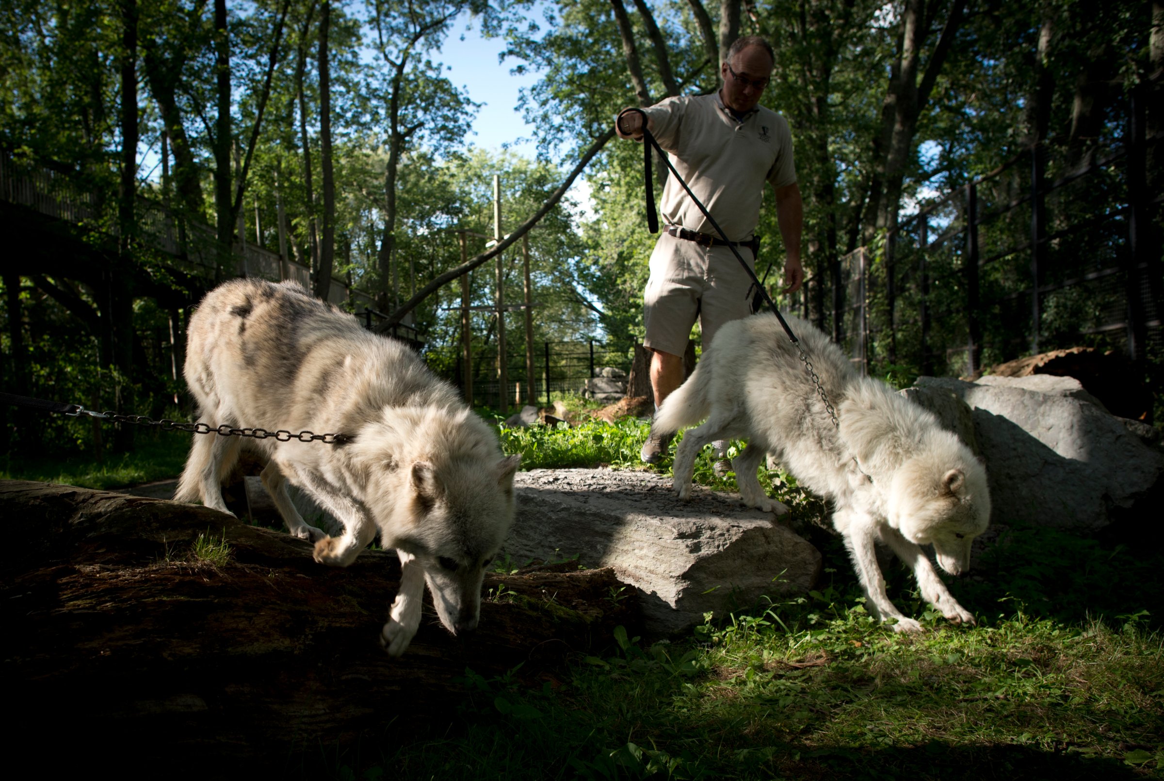 Michael Hackenberger transports an arctic wolf and a grey wolf their pen into the cat barn at the Bowmanville Zoo, August 17, 2012.