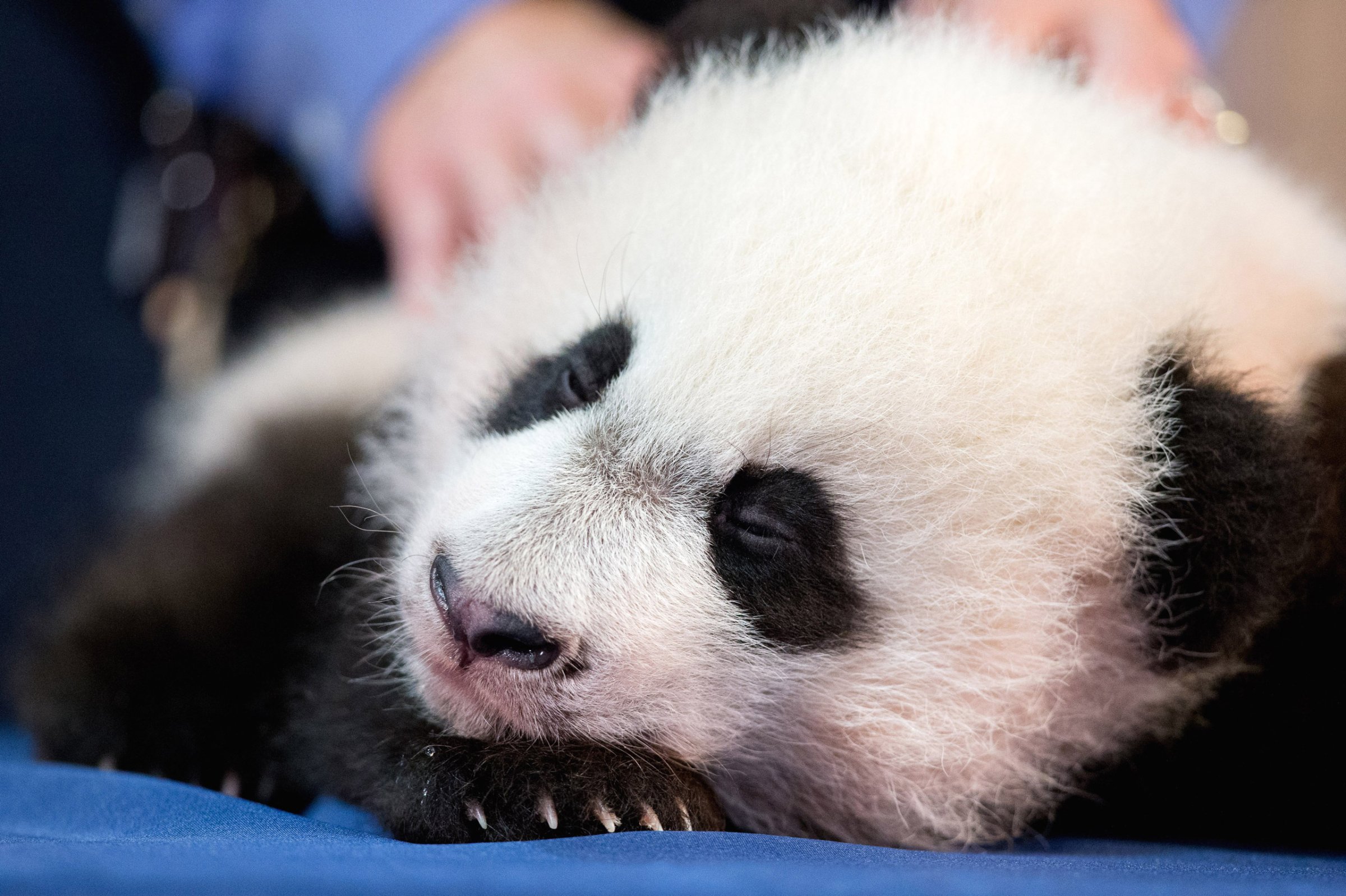 Bei Bei Bei, the National Zoo's newest panda and offspring of Mei Xiang and Tian Tian, falls asleep while being presented for members of the media at the National Zoo in Washington, Monday, Dec. 14, 2015. Bei Bei will be making his public debut on January 16, 2016. (AP Photo/Andrew Harnik)