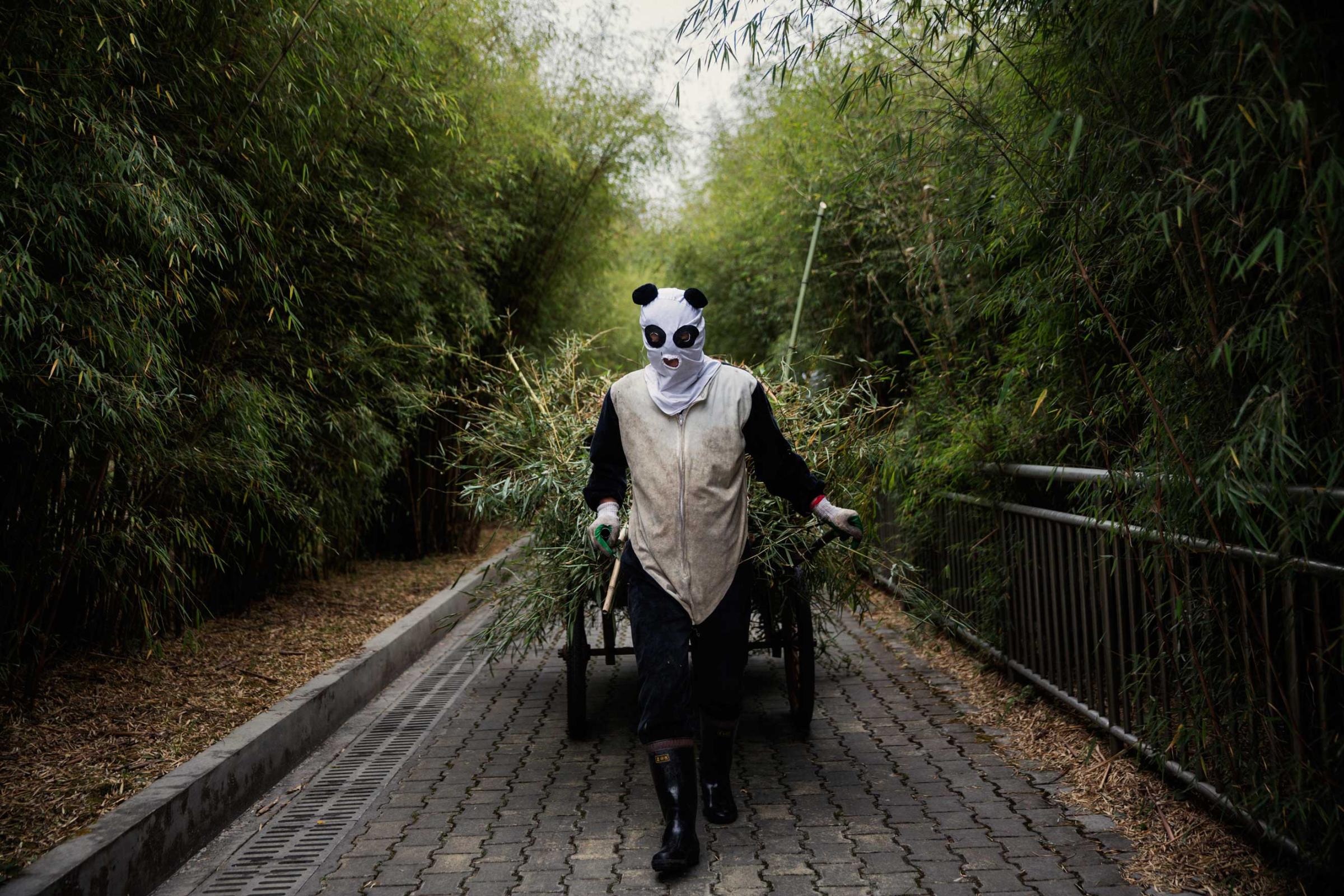 An employee wearing a panda costume pulls a cart of dung and bamboo branches from one of the panda enclosures, Dec. 1, 2015.