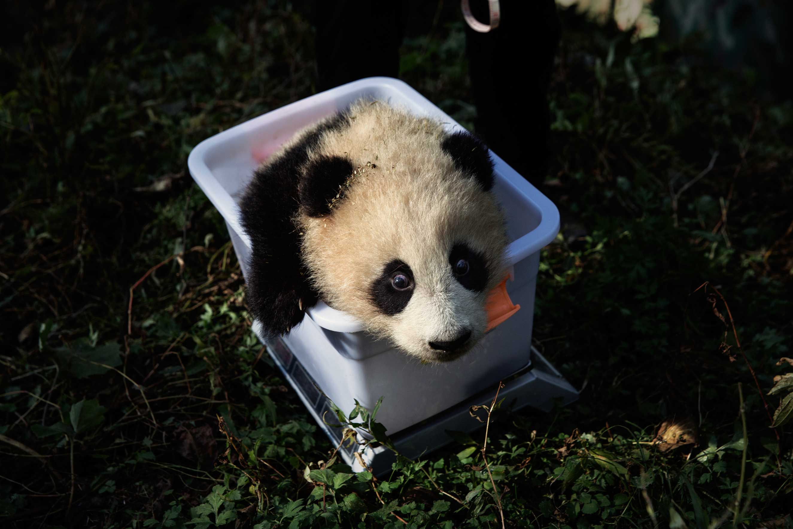 A panda awaits its check up at the Wolong National Nature Reserve, Sichuan Province, China, Dec. 1, 2015.