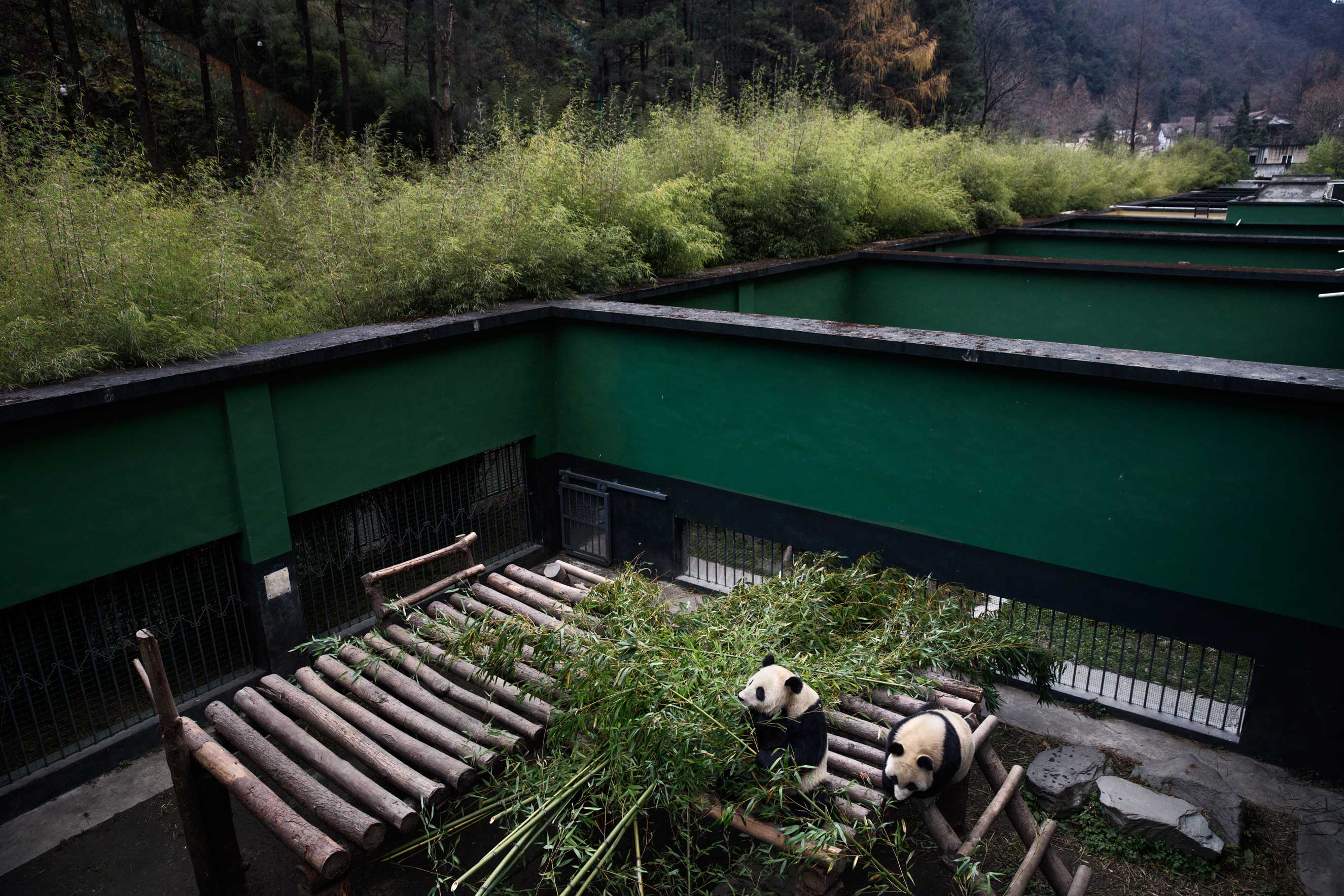 Pandas eat bamboo in their enclosure, Dec. 2, 2015.