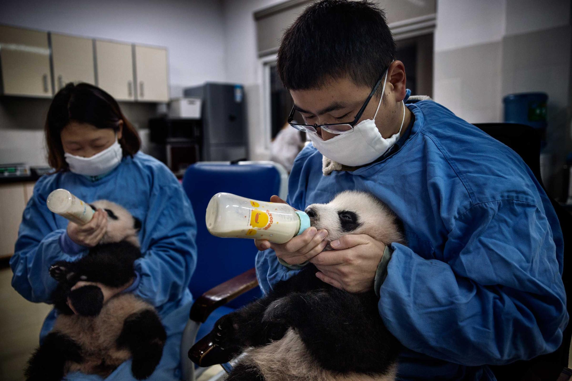 Milk is fed via bottles to the baby pandas in the nursery, Dec. 3, 2015.