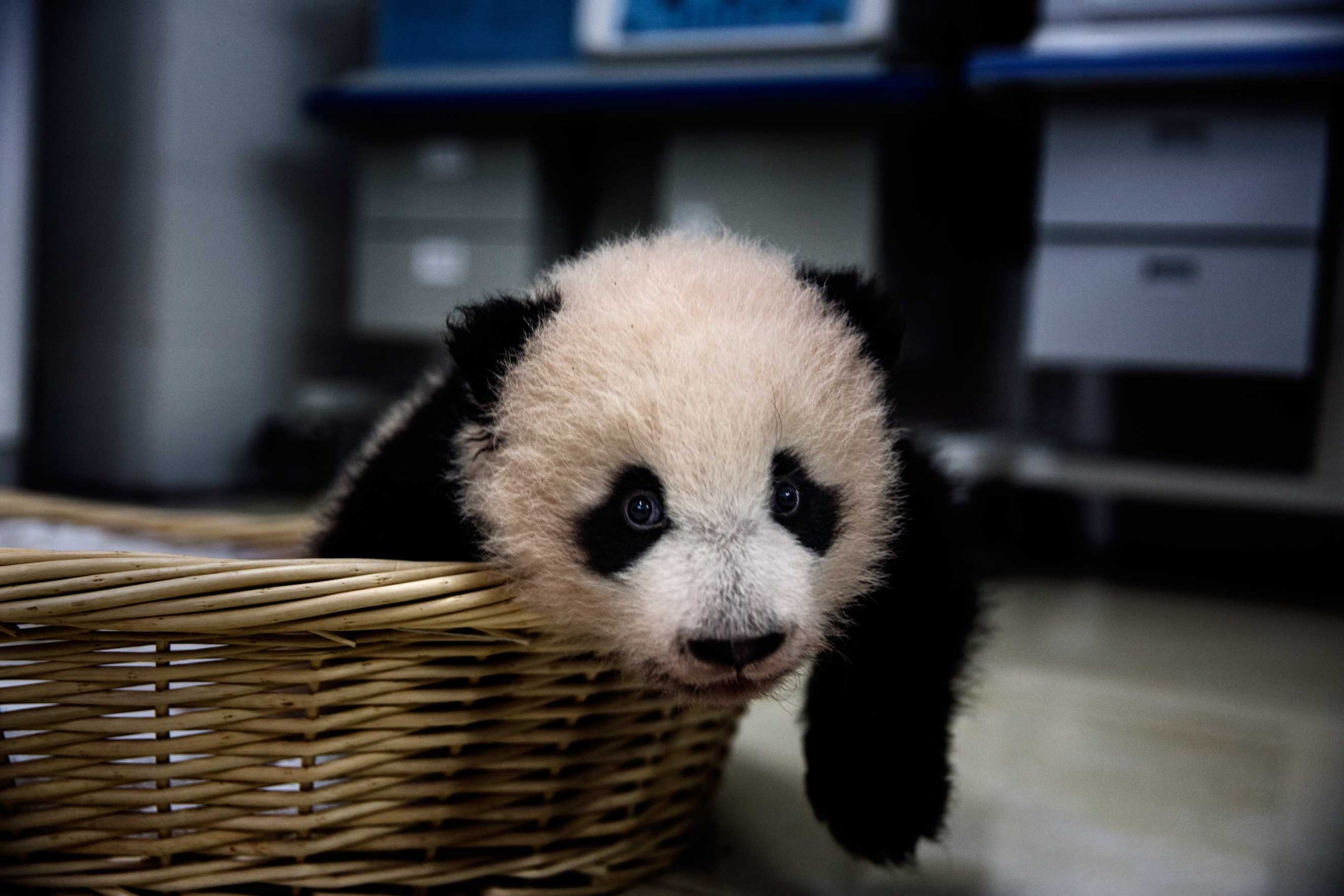 A baby panda rests after feeding time in the nursery at the Bifengxia Panda Base in Ya’an, Sichuan Province, China, Dec. 3, 2015.