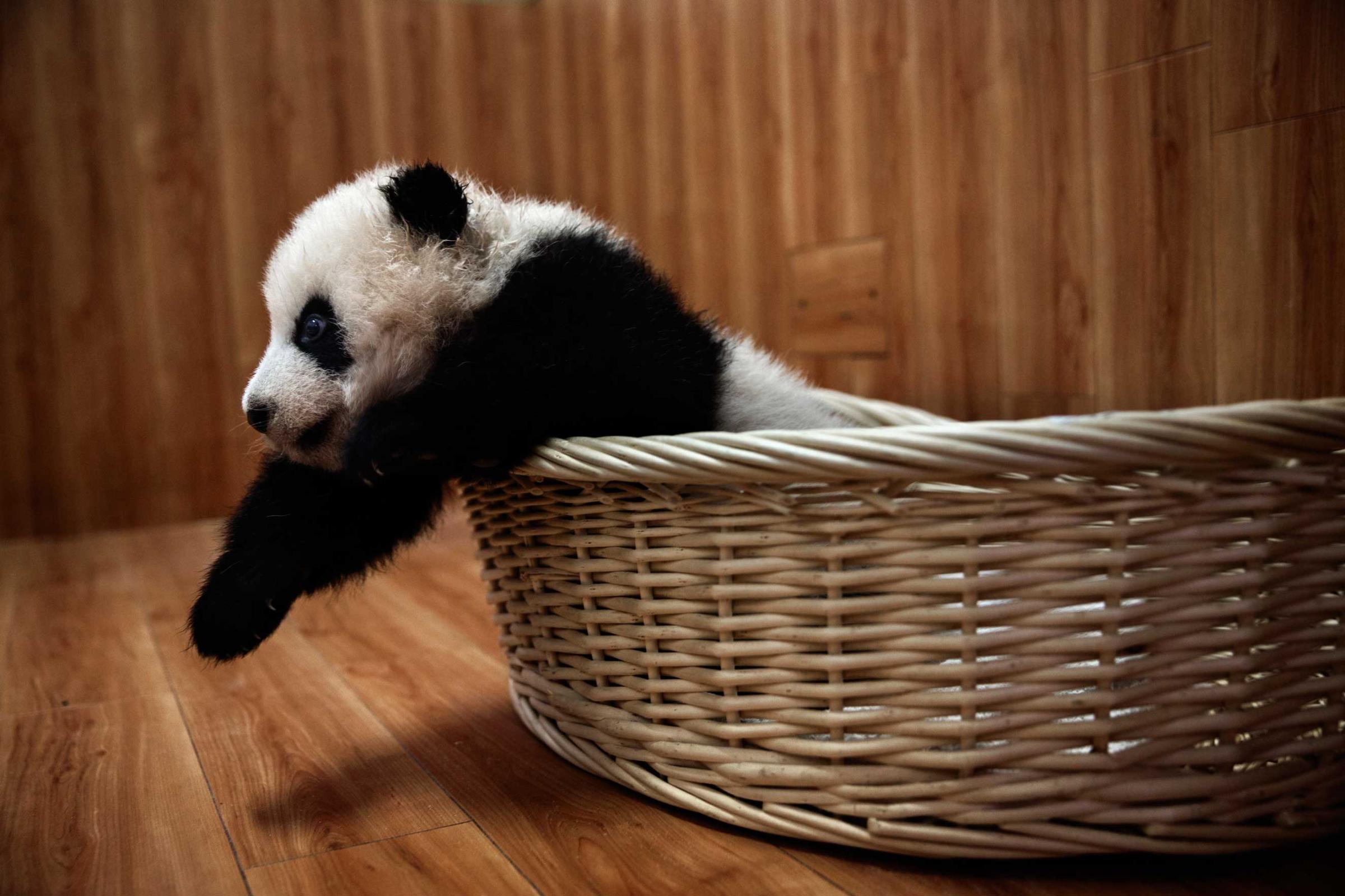 A baby panda rests after feeding time in the nursery at the Bifengxia Panda Base in Ya’an, Sichuan Province, China, Dec. 3, 2015.