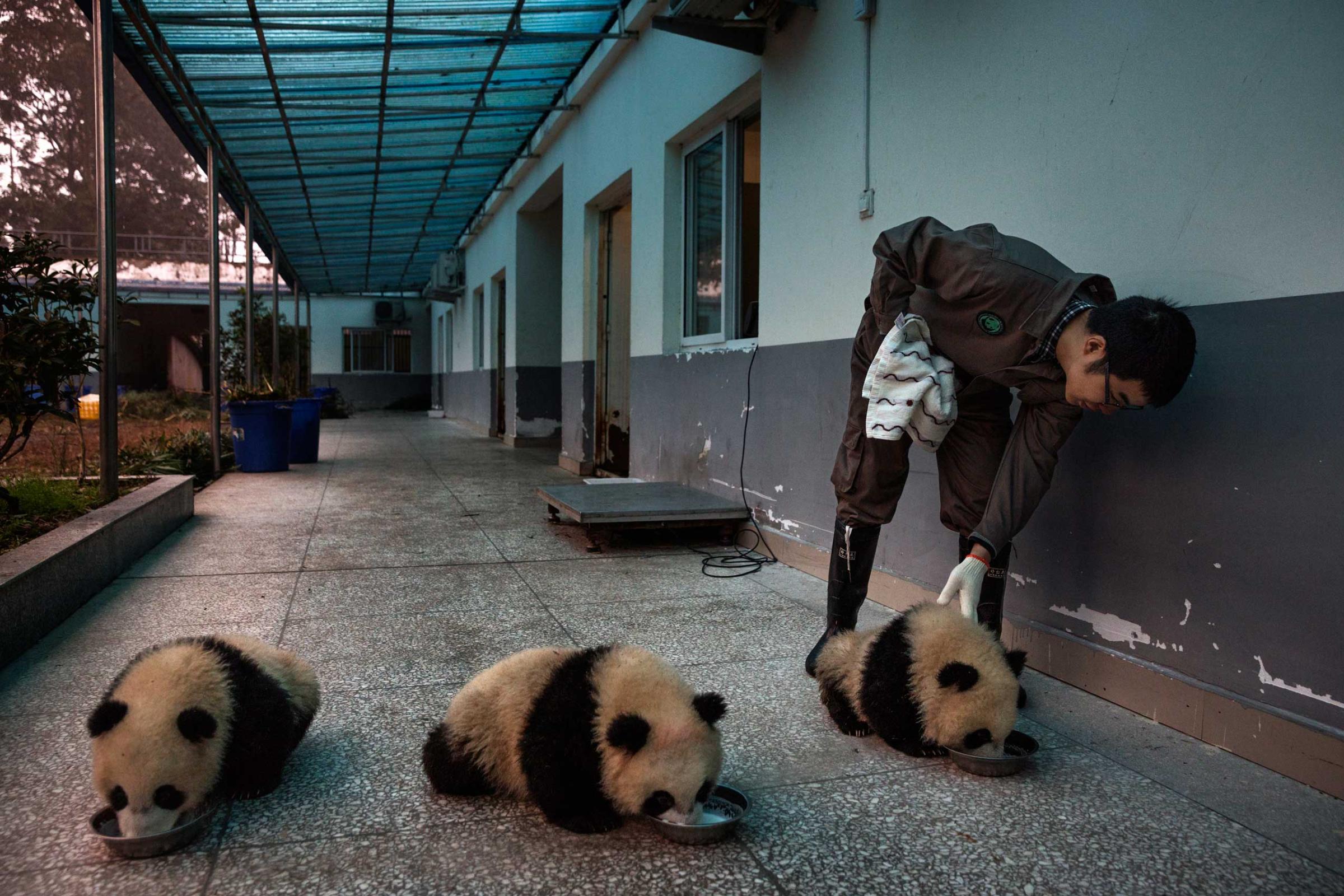 Milk is fed to baby pandas at the Bifengxia Panda Base, Dec. 3, 2015.