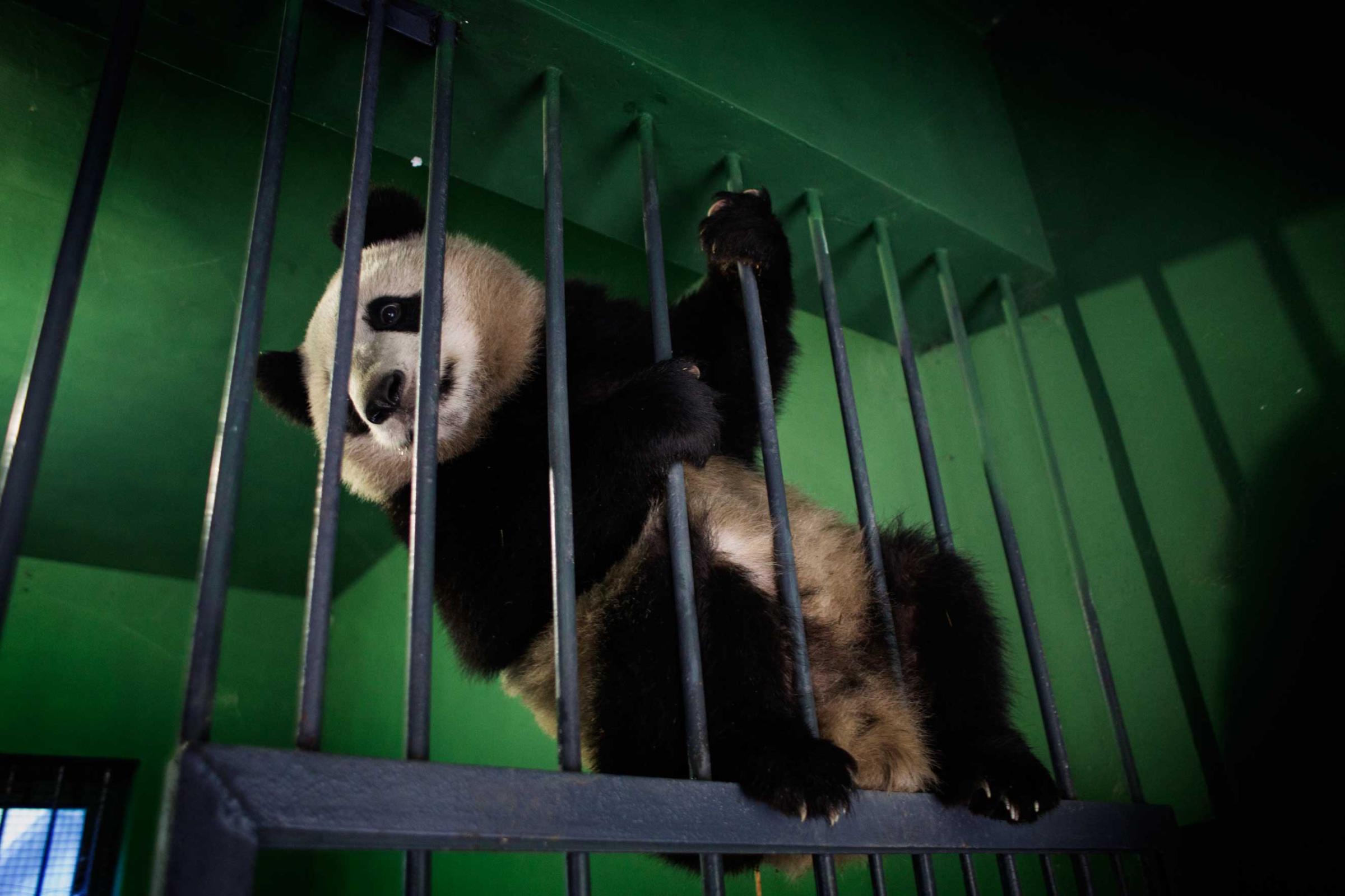 A panda plays in its enclosure, Dec. 1, 2015.