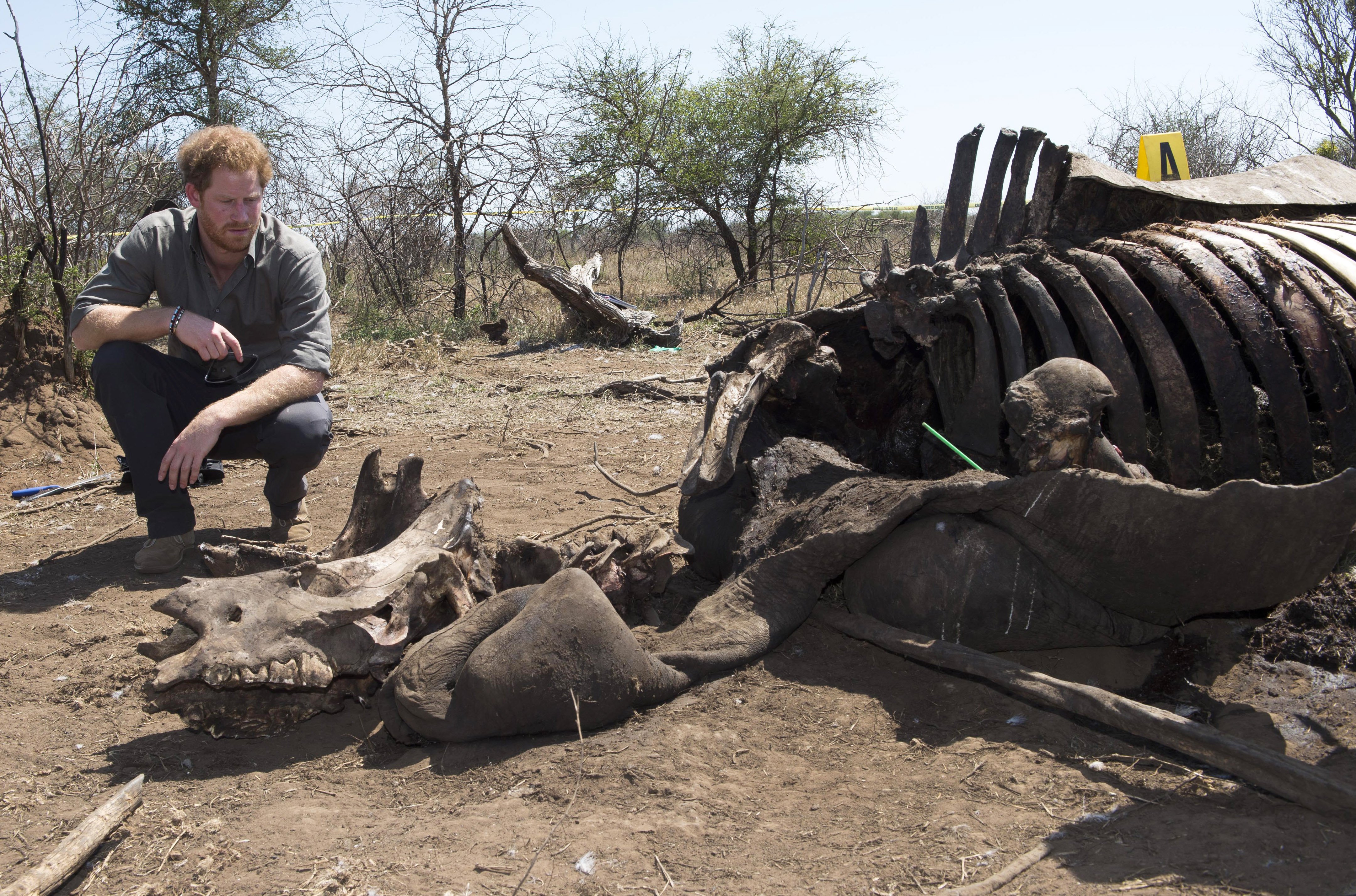 Prince Harry looks at the carcass of a rhino which was killed by poachers in Kruger National Park in Nelspruit, South Africa on Dec. 2, 2015. (Paul Edwards—Getty Images)