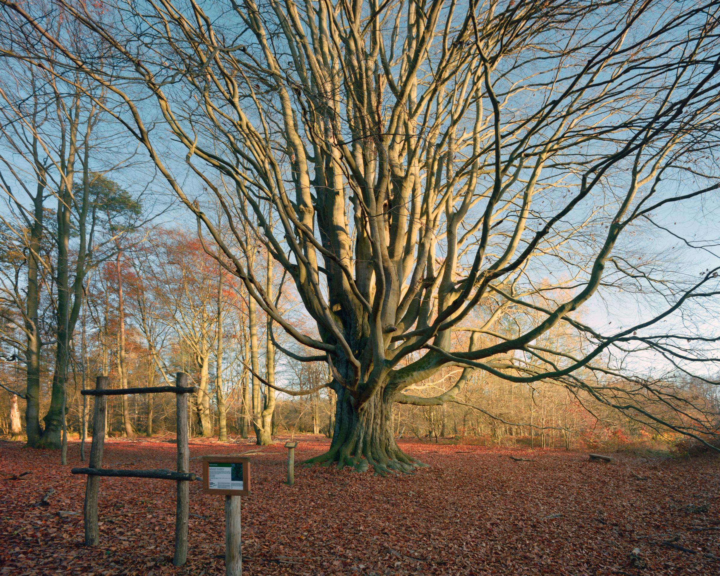 A beech tree near Angela Merkel's childhood home in Uckermark, Germany.
