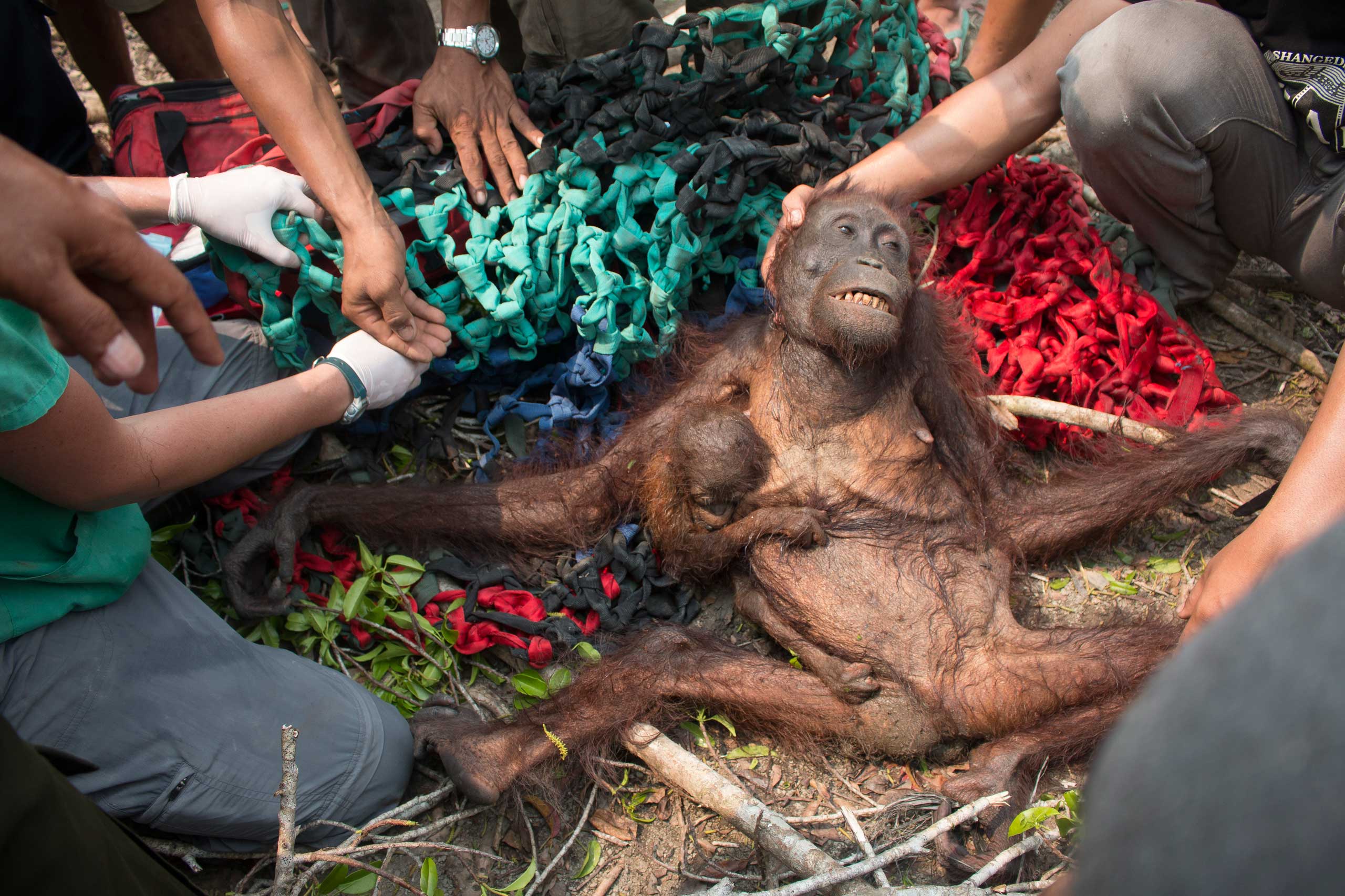 An orangutan with her baby are rescued by a team from International Animal Rescue after they were attacked by villagers in  the Kuala Satong in Indonesia.