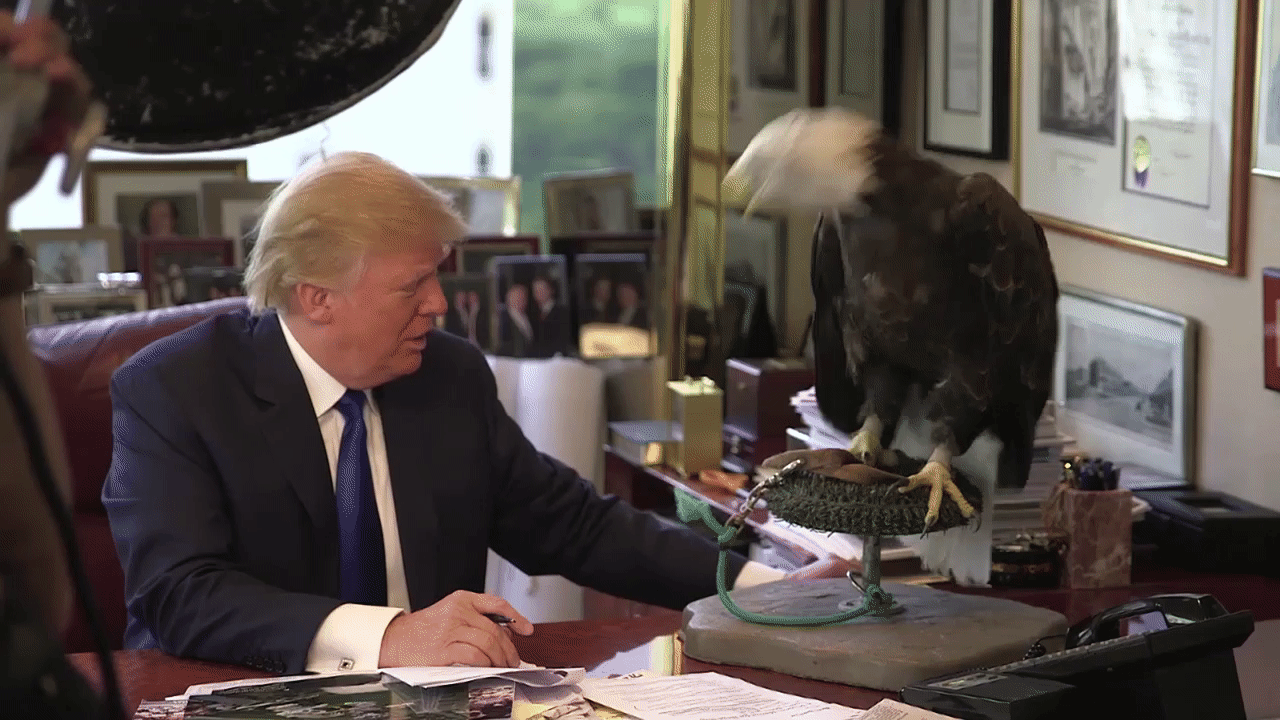 Donald Trump Eagle Attack