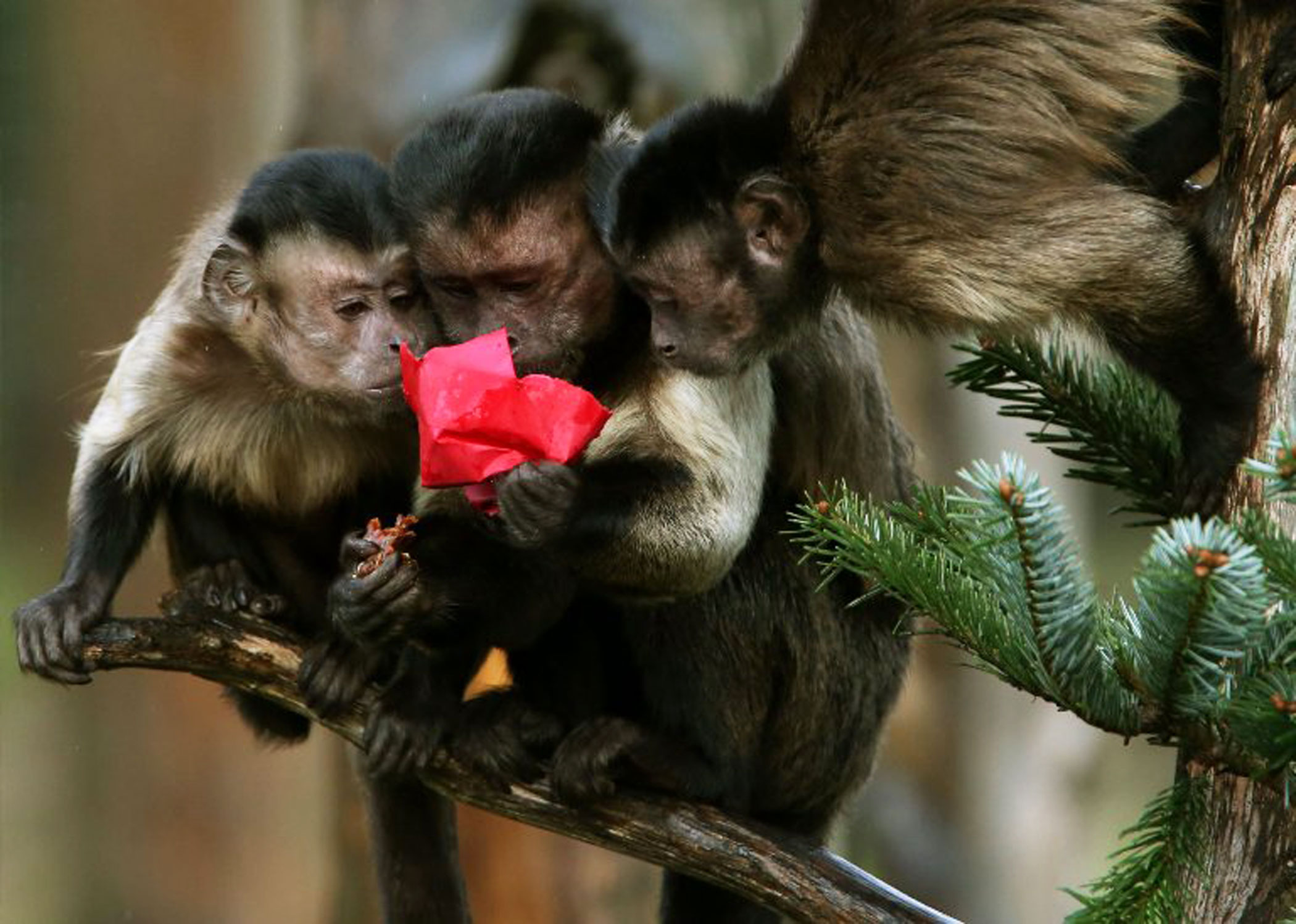 Capuchin monkeys explore a decoration containing their favorite treats on a Christmas tree at Edinburgh Zoo.