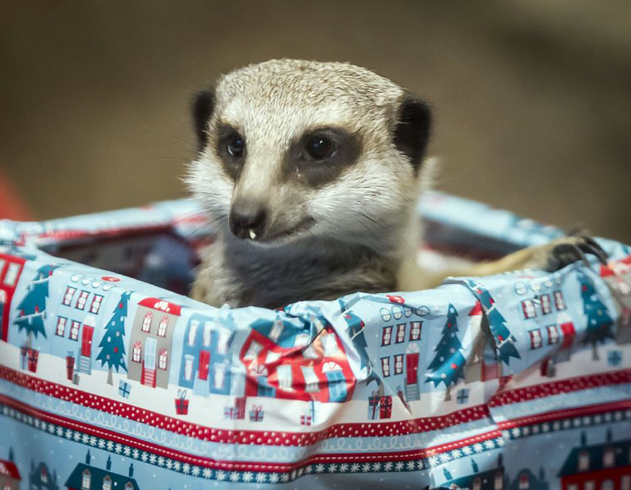 A meerkat at Edinburgh Zoo in Scotland peeks out from a package containing treats aboard a sleigh.