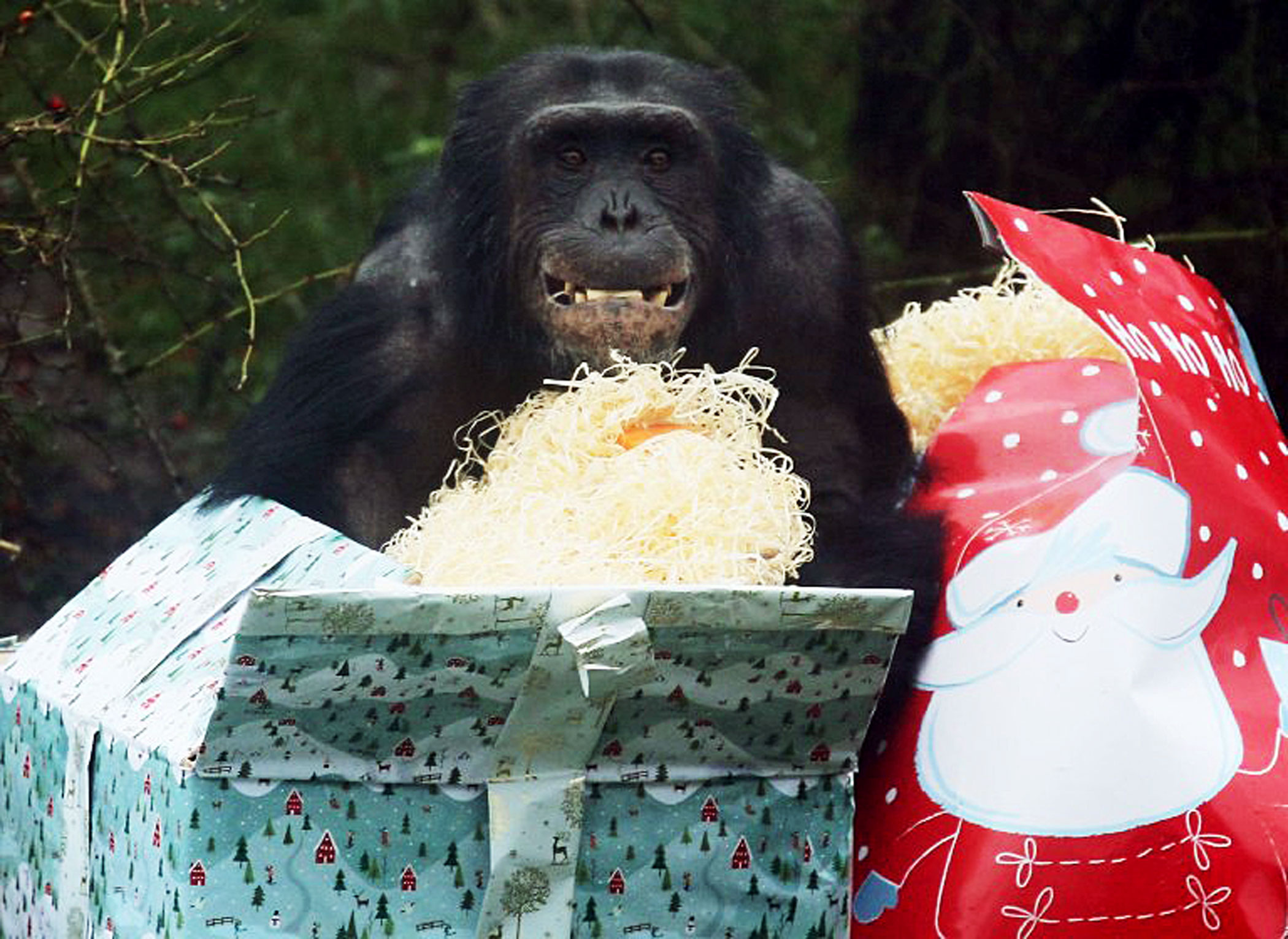A chimpanzee at ZSL Whipsnade Zoo unwraps Christmas gifts stuffed with snacks.