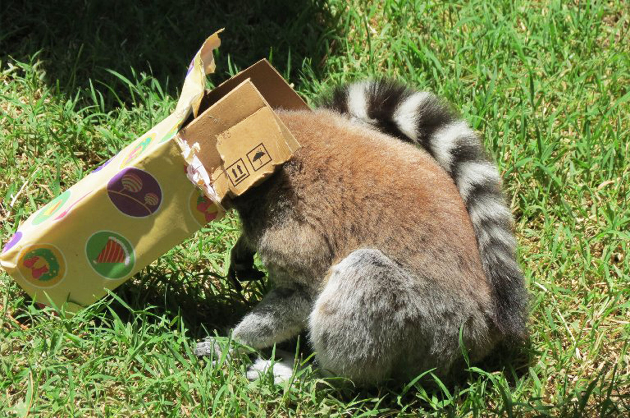 This image released by Buin Park Zoo shows a ring-tailed lemur searching for a Christmas gift at the Buin Park Zoo on Dec. 22, 2105, in the commune of Buin, Chile.