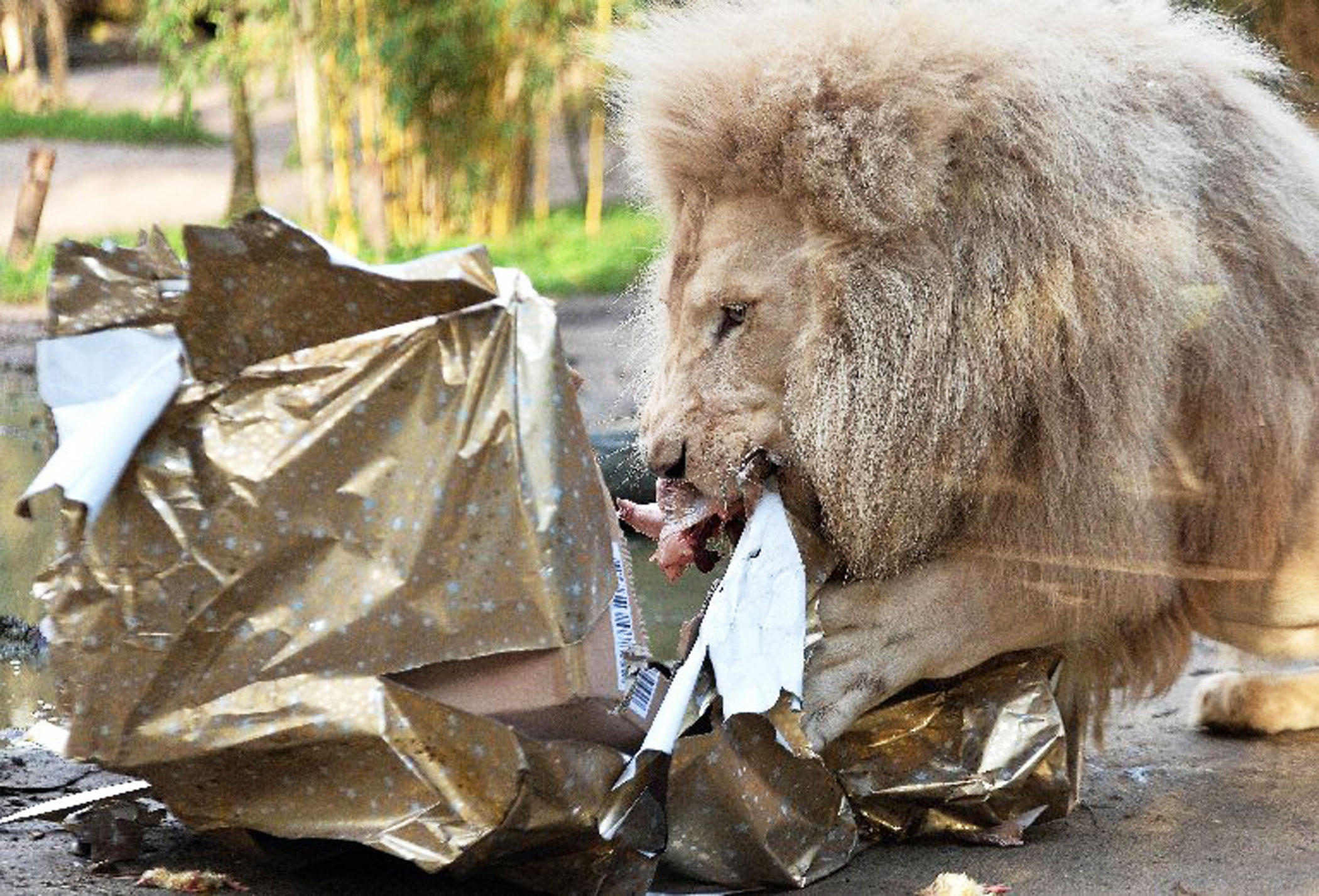 White lion Yabou opens a Christmas package filled with food on Dec. 23, 2015 at the zoo in La Fleche, northwestern France.