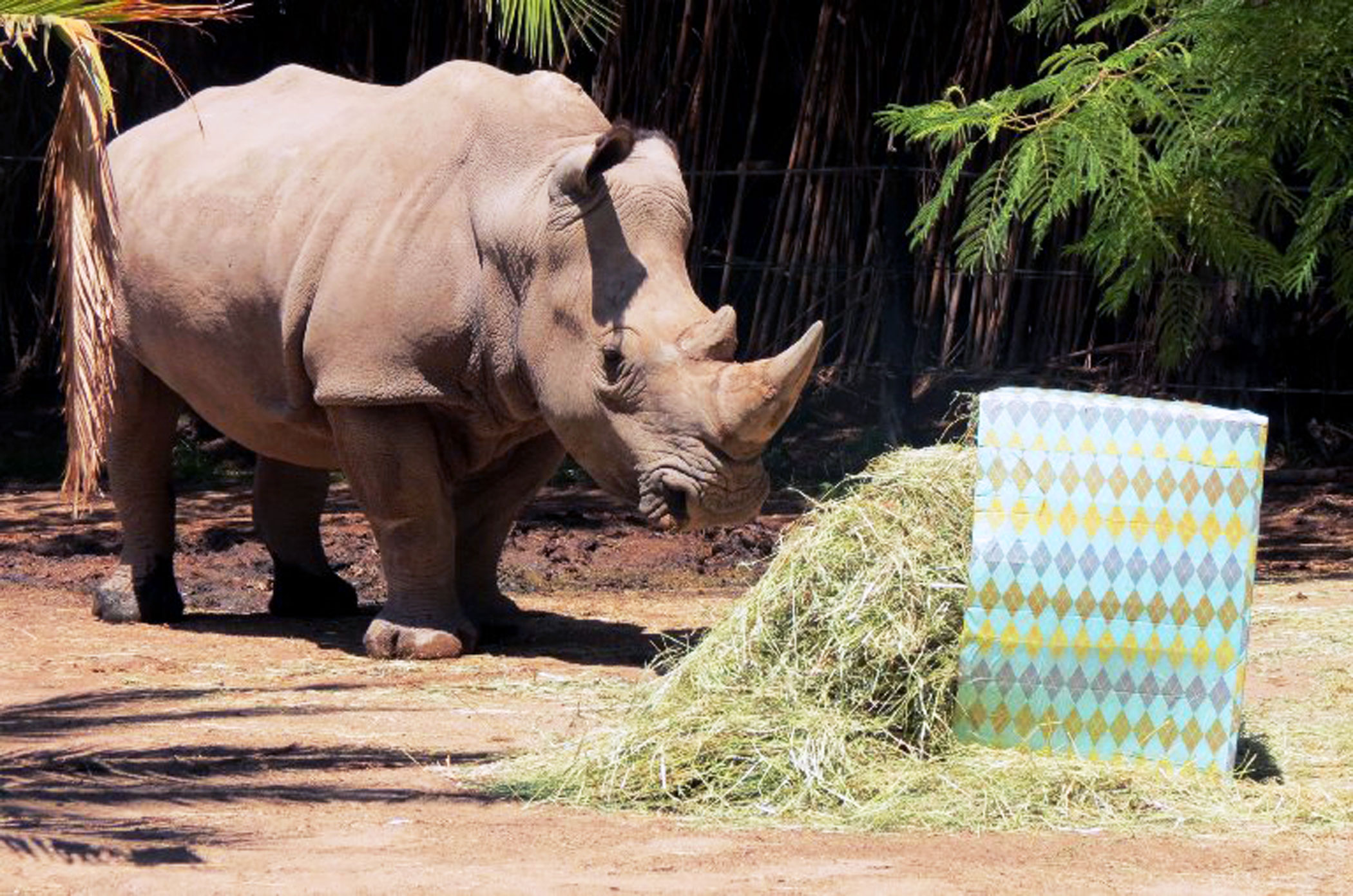 This image released by Buin Park Zoo shows a rhinoceros approaching its Christmas gift at the Buin Park Zoo on Dec. 22, 2105, in the commune of Buin, Chile.