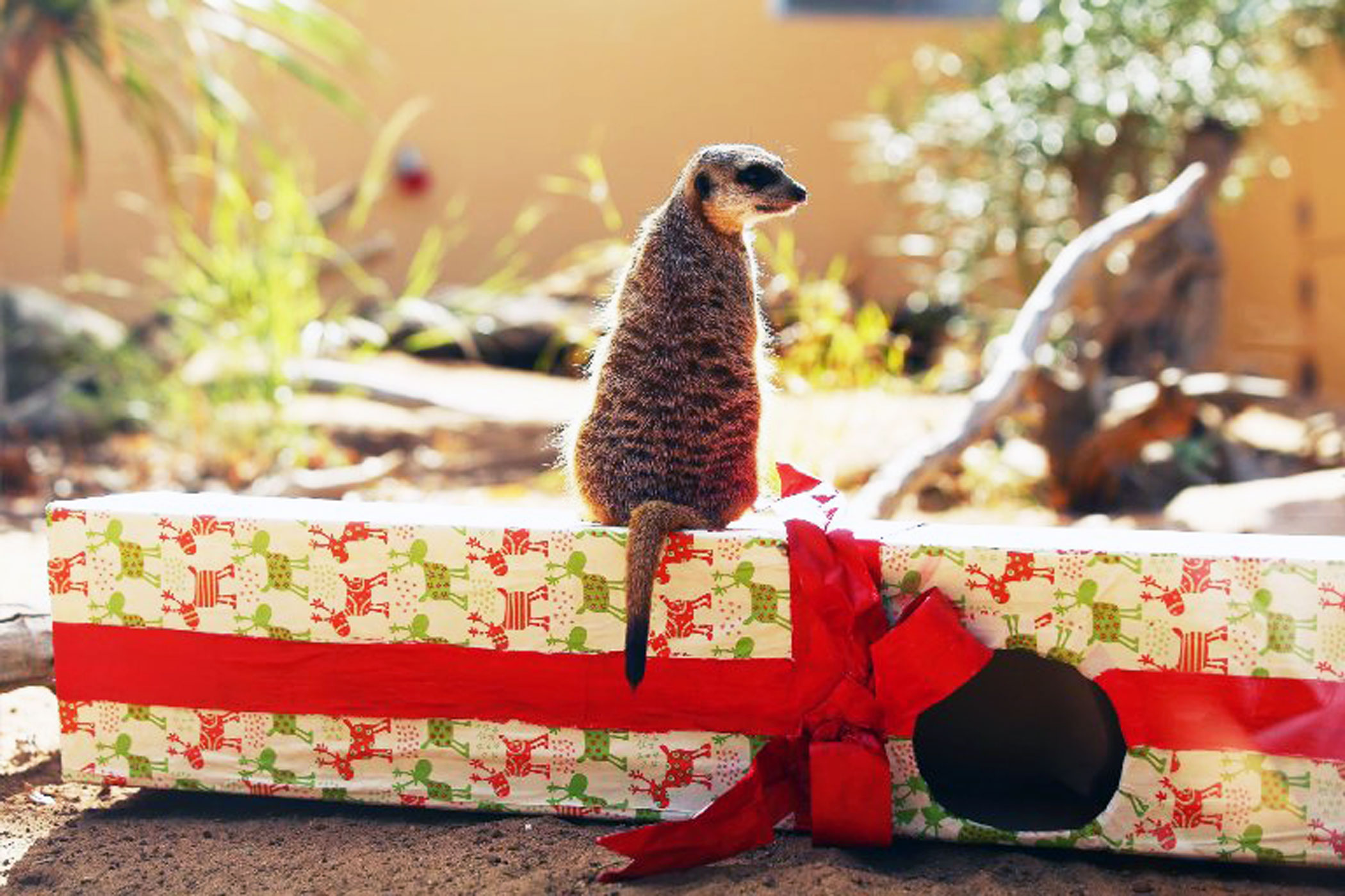 A Meerkat plays at Taronga Zoo, where the animals were given Christmas-themed enrichment treats and puzzles on Dec. 4, 2015 in Sydney.