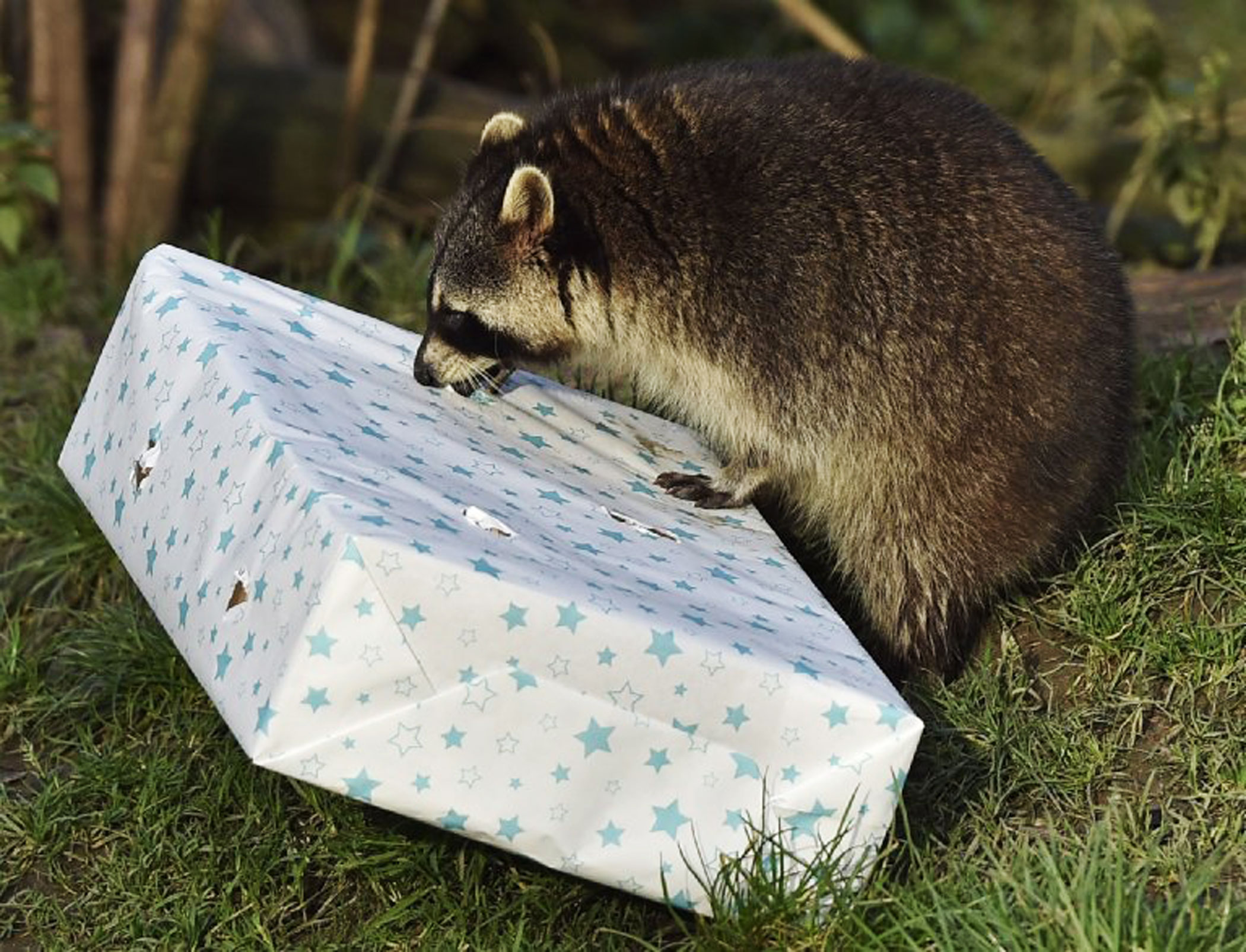 A raccoon tries to unwrap a Christmas gift containing food at the zoo in Gelsenkirchen, Germany, on Dec. 23, 2015.